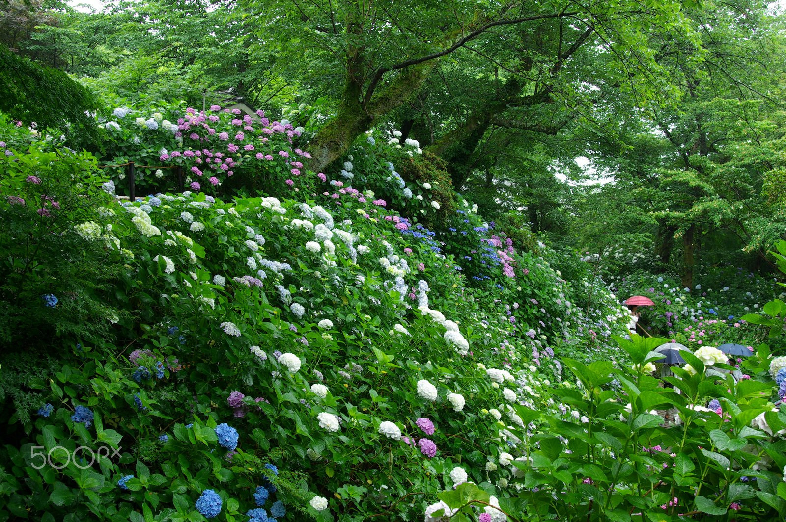 Pentax K10D sample photo. Ajisai （hydrangea bloom in the rain） photography