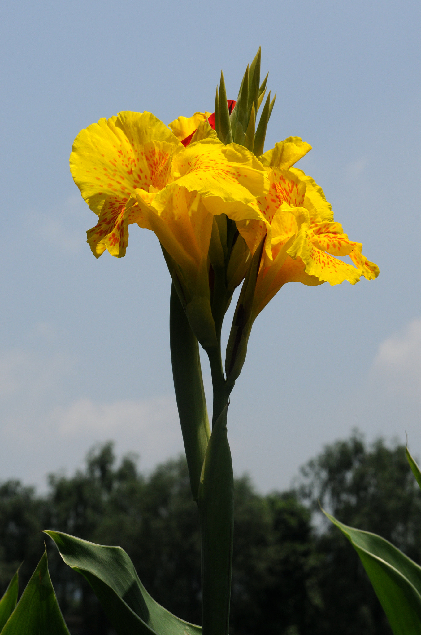 Nikon D300S + Nikon AF Micro-Nikkor 60mm F2.8D sample photo. The flower of bold unrestrained photography