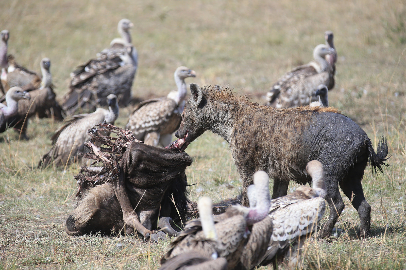 Canon EF 70-200mm F2.8L IS II USM sample photo. Masai mara photography