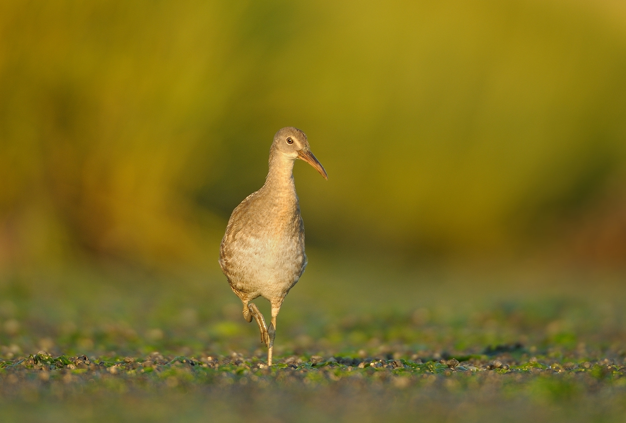 Nikon AF-S Nikkor 200-400mm F4G ED-IF VR sample photo. Clapper rail ( rallus longirostris ) photography
