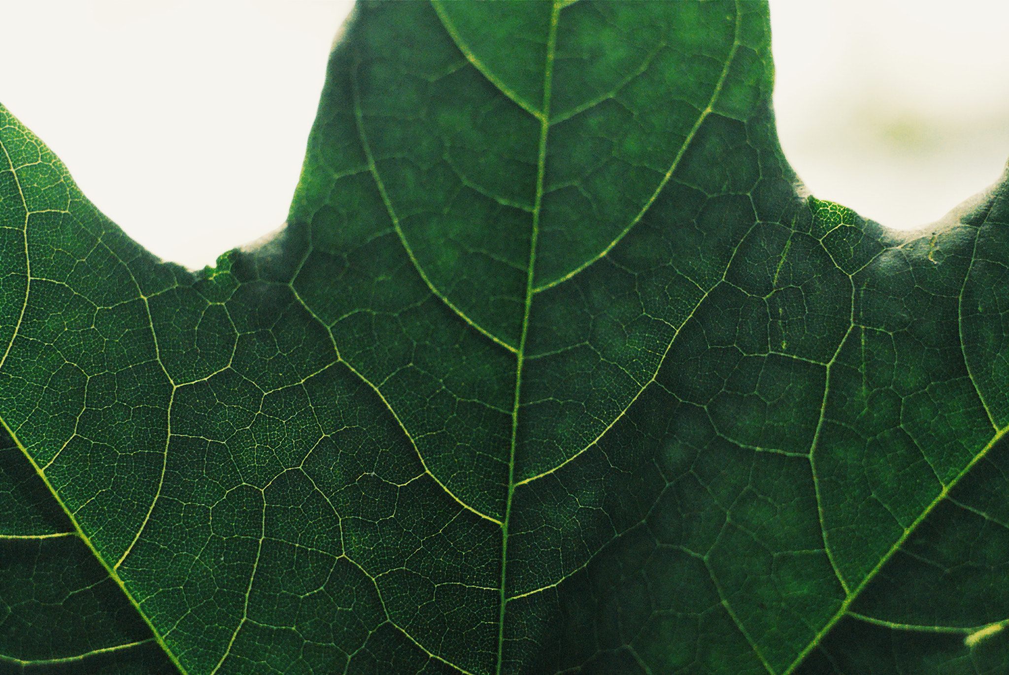 Sony Alpha DSLR-A300 + Minolta AF 50mm F1.7 sample photo. Maple leaf photography