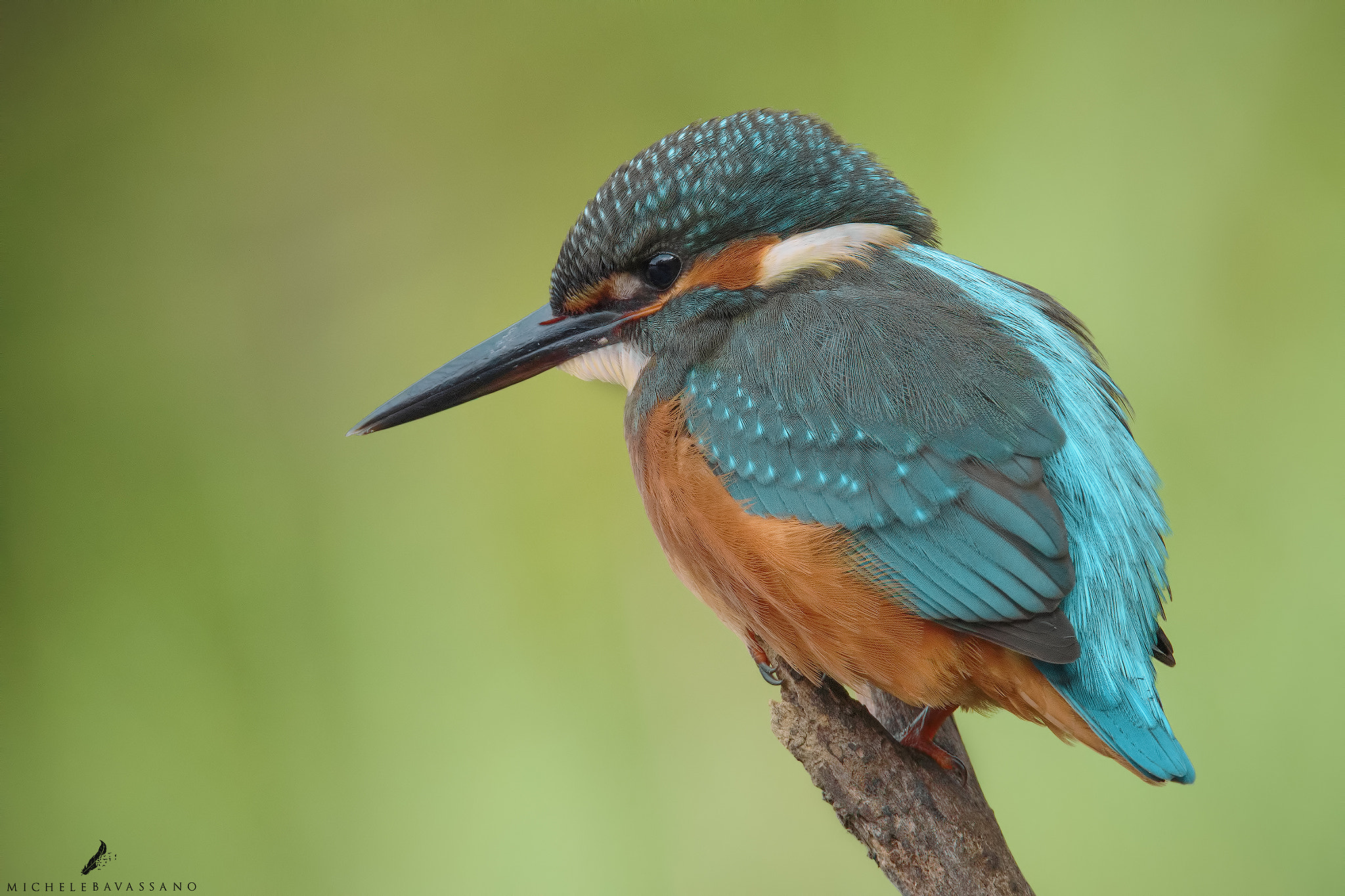 150-600mm F5-6.3 DG OS HSM | Sports 014 sample photo. Ball of feathers photography