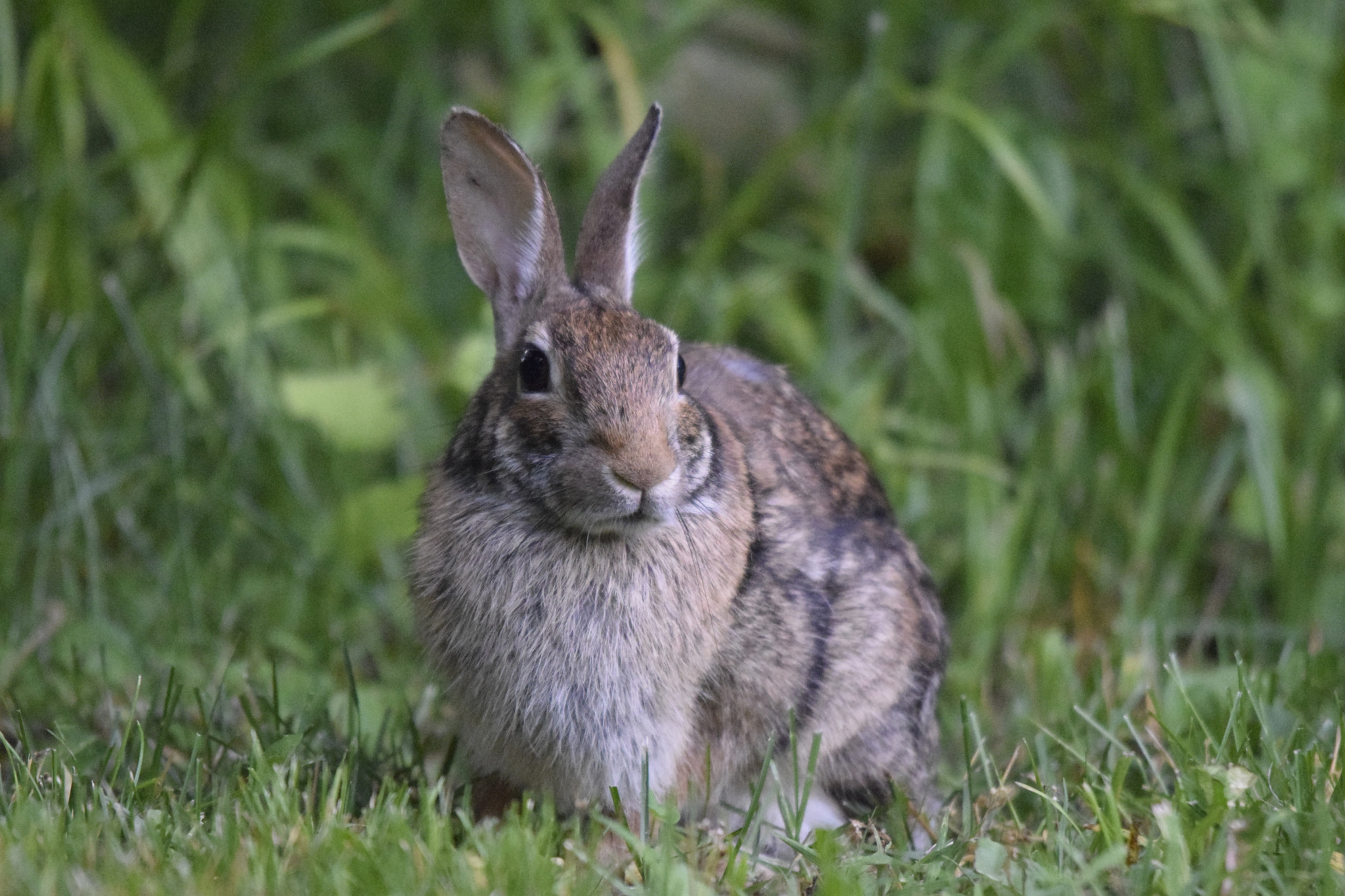 Sigma 120-400mm F4.5-5.6 DG OS HSM sample photo. Eastern cottontail rabbit photography