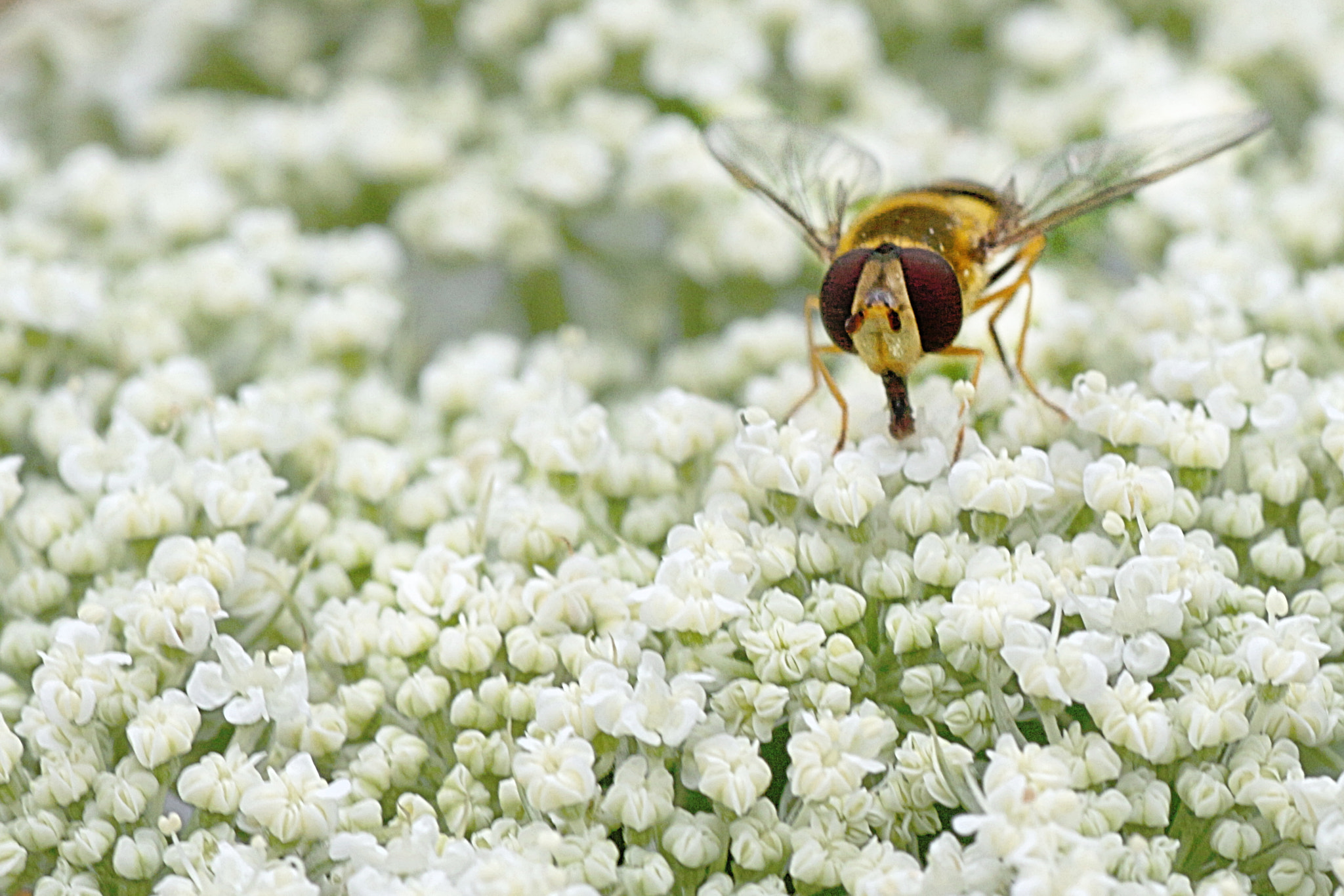 Canon EOS 650D (EOS Rebel T4i / EOS Kiss X6i) + Tamron SP AF 90mm F2.8 Di Macro sample photo. N.t. photography