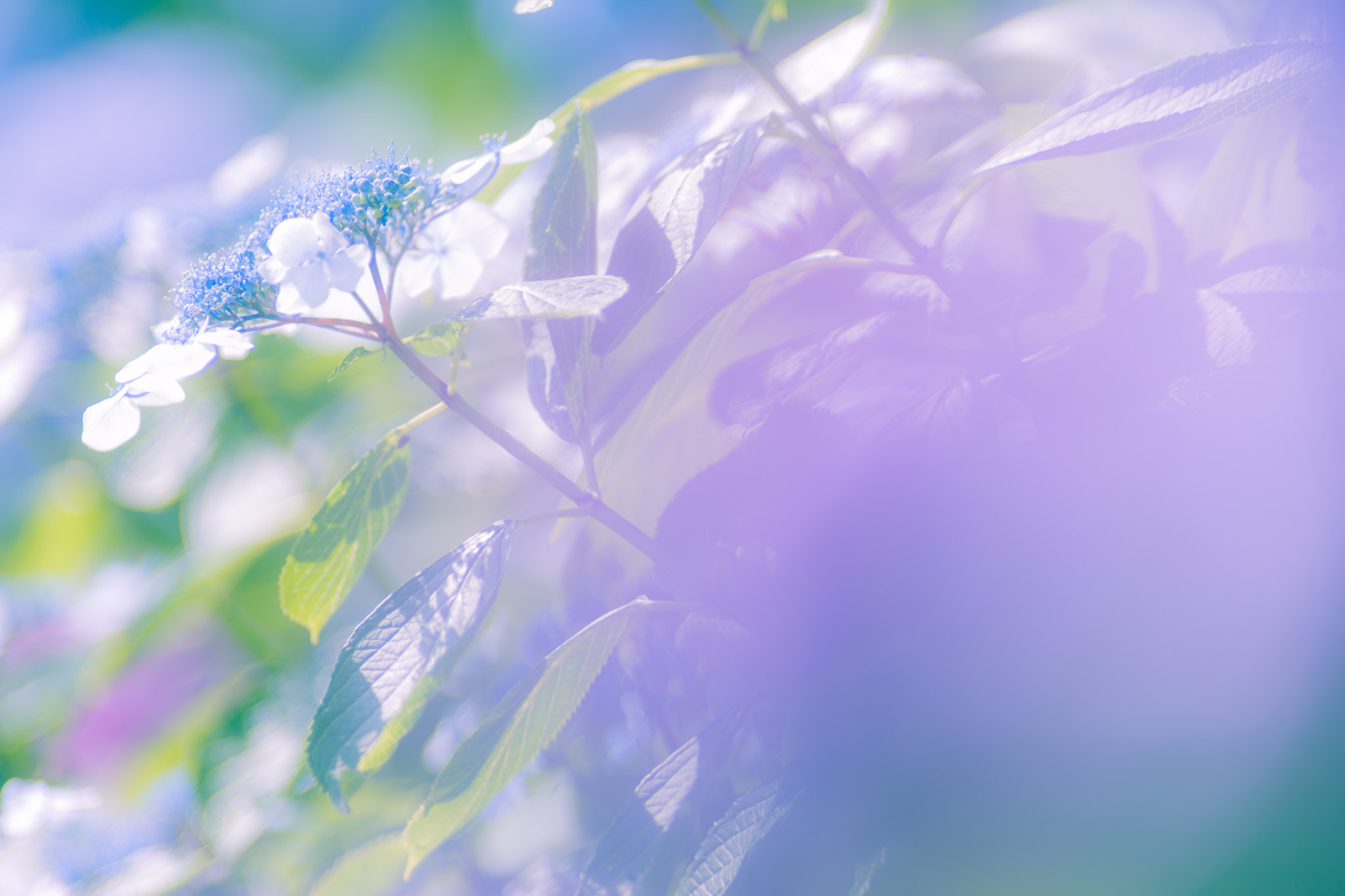 Tamron SP AF 300mm F2.8 LD IF sample photo. Wrapped in a haze of purple photography