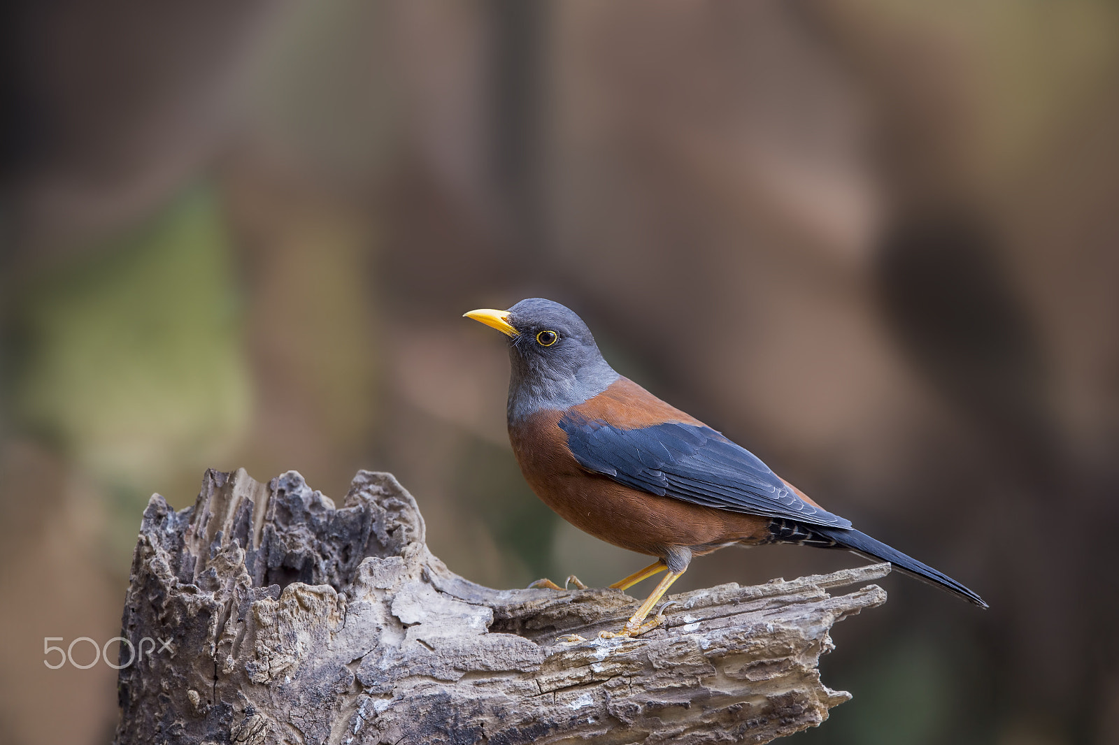 Nikon AF-S Nikkor 600mm F4E FL ED VR sample photo. Chestnut thrush (m) photography
