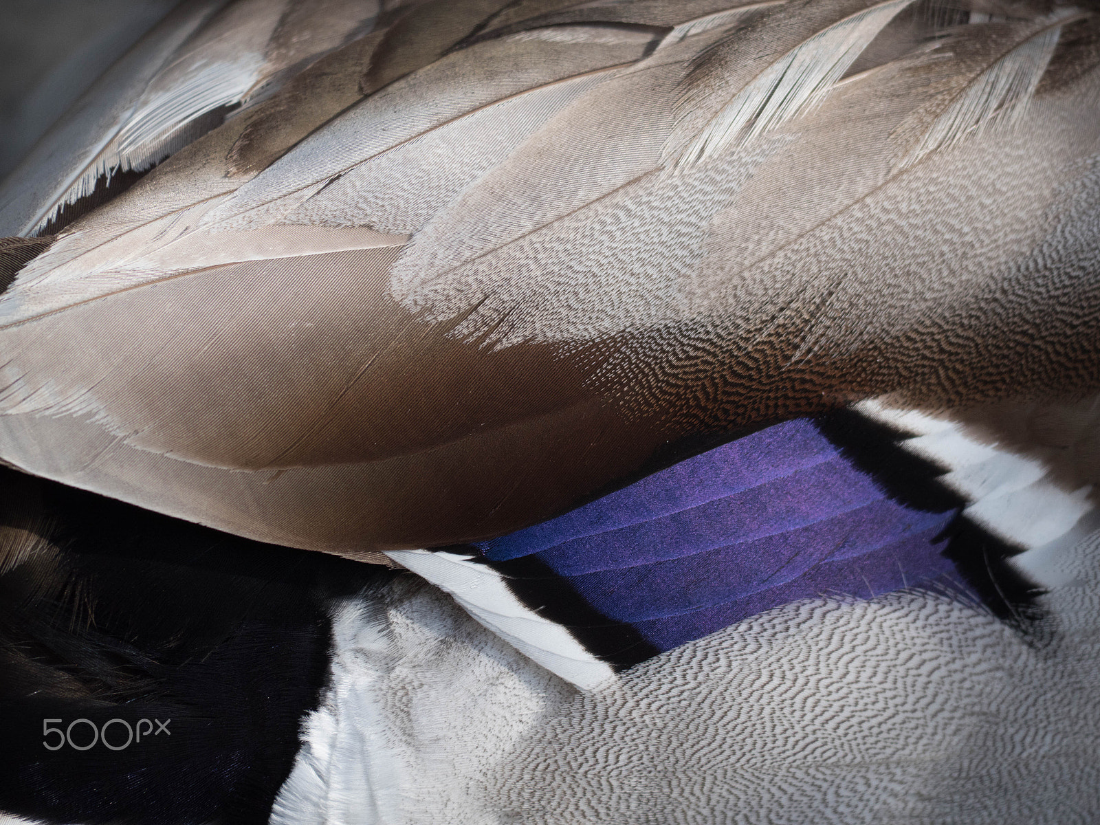 Panasonic Lumix DMC-GX8 sample photo. Duck plumage (p1030361.jpg) photography