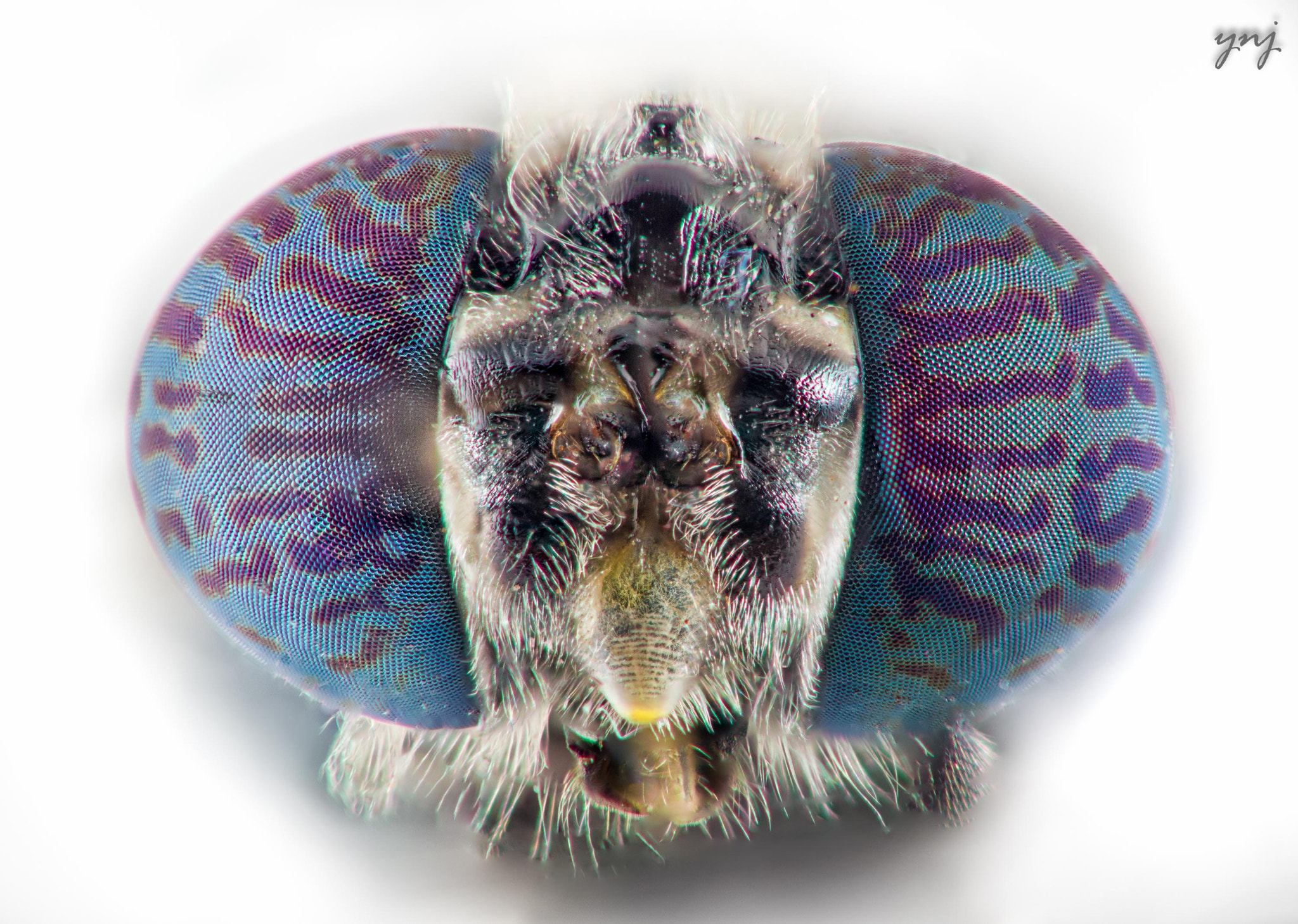 Sigma 70-300mm F4-5.6 APO DG Macro sample photo. Soldier fly just had a milk bath photography