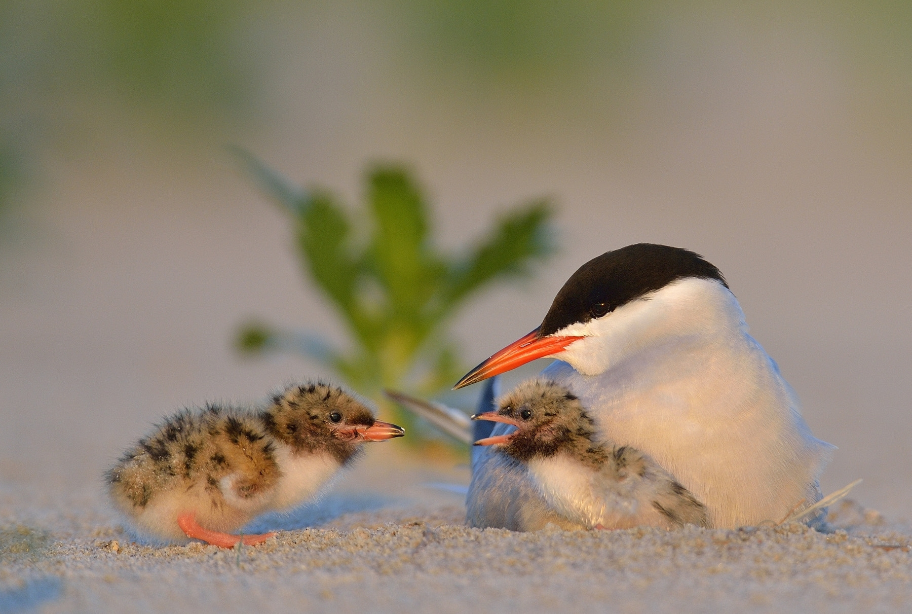 Nikon D4 sample photo. Sterna hirundo photography