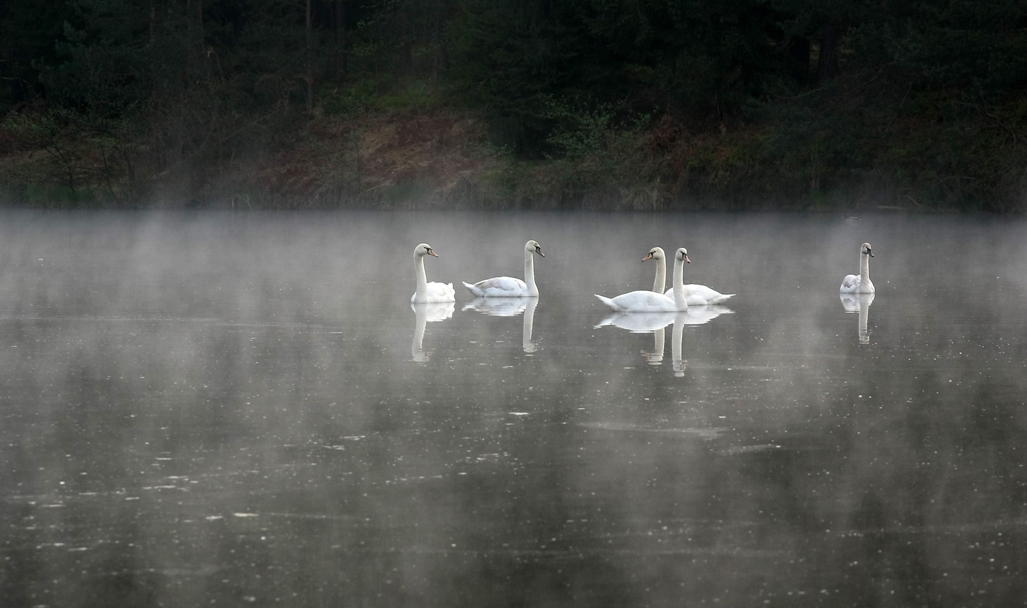 Canon EOS 40D sample photo. Five swans photography