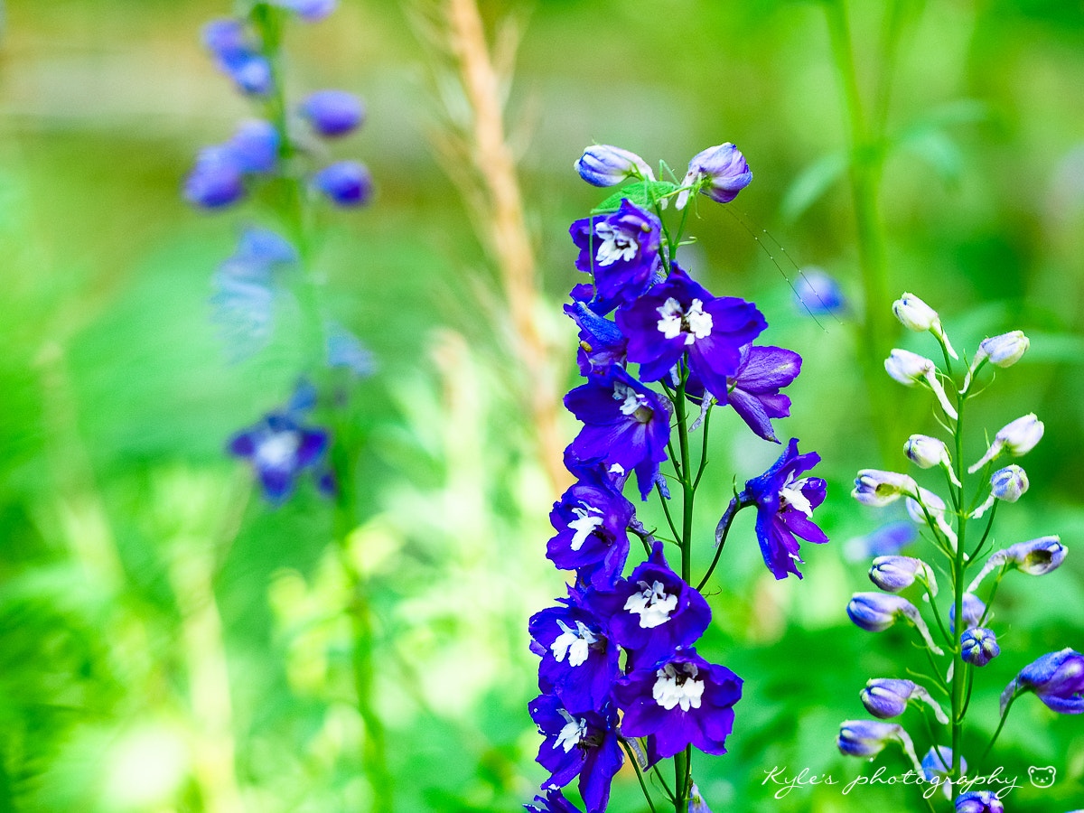 Olympus OM-D E-M1 + Sigma 150mm F2.8 EX DG Macro HSM sample photo. 飛燕草 photography