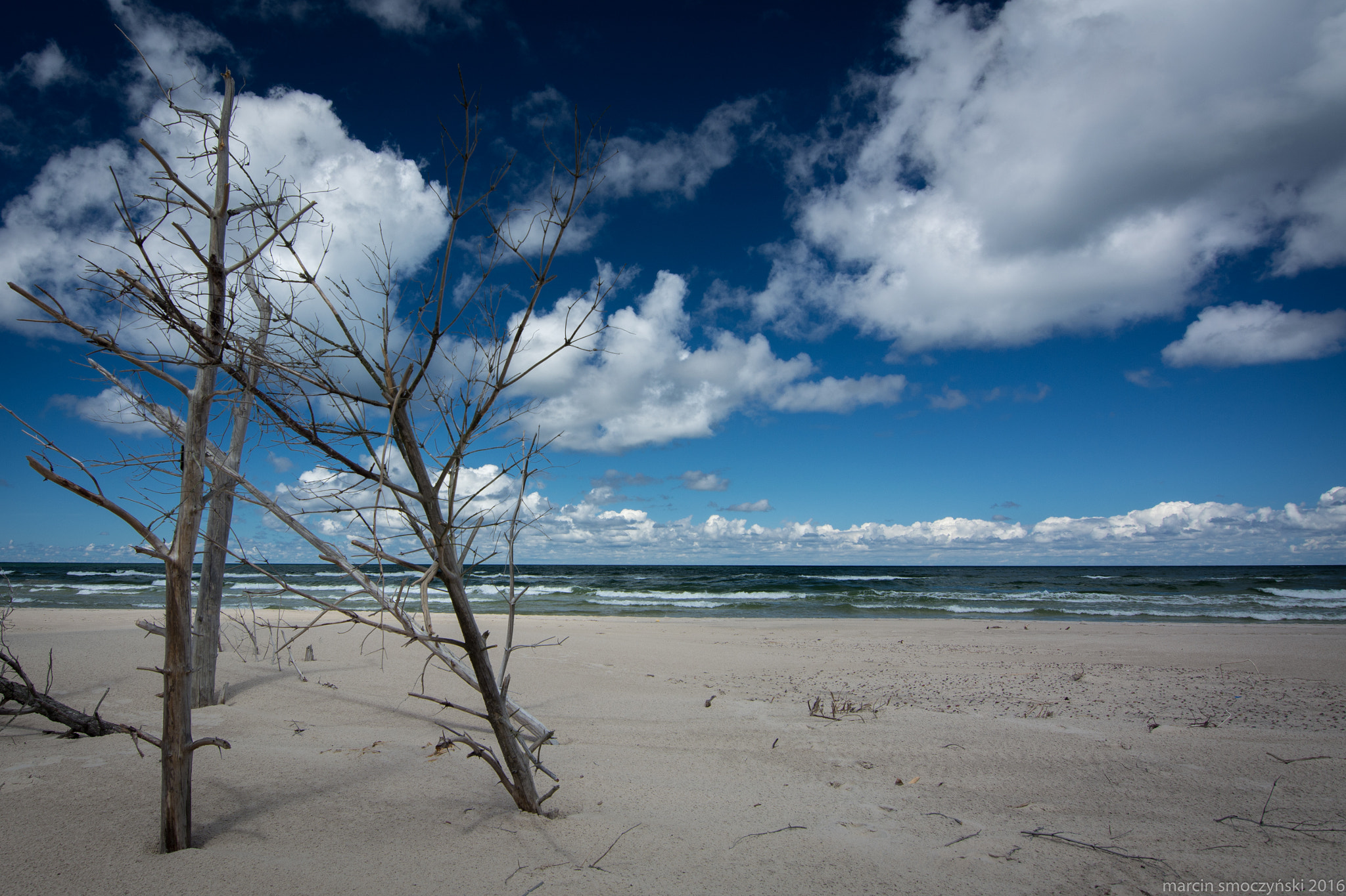 Nikon D5200 + Tokina AT-X 11-20 F2.8 PRO DX (AF 11-20mm f/2.8) sample photo. Dead forest at the beach photography