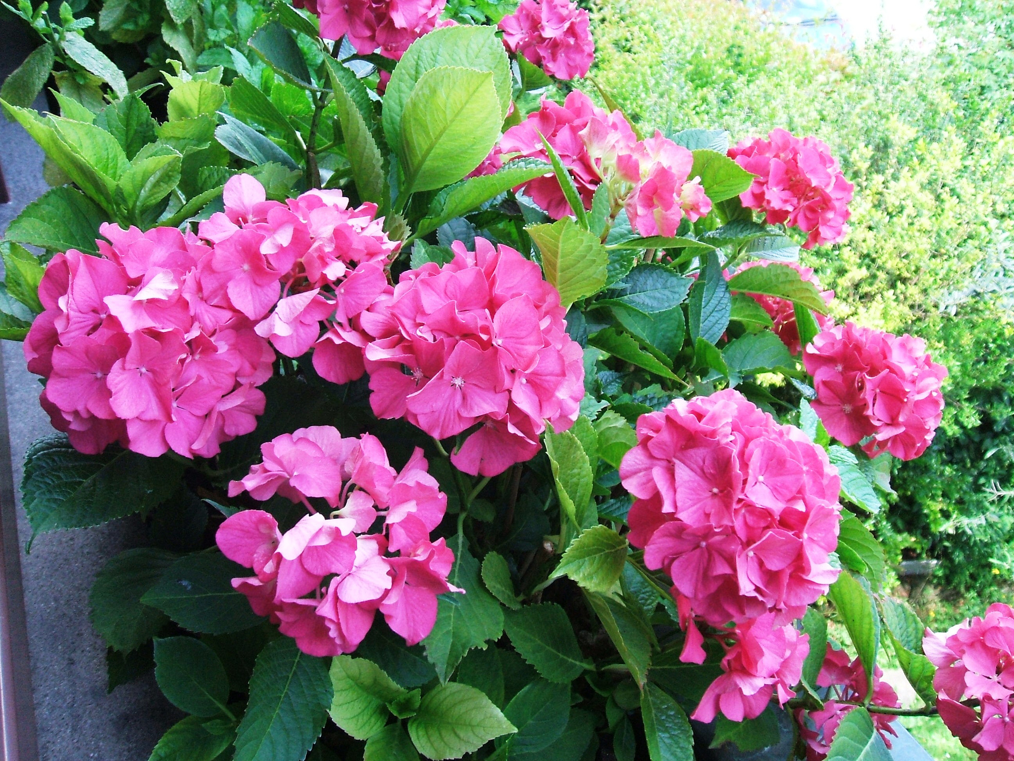 Fujifilm FinePix A500 sample photo. Ortensie photography