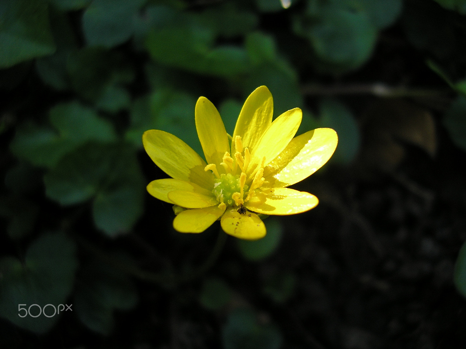 Olympus X100,D540Z,C310Z sample photo. Floating buttercup photography