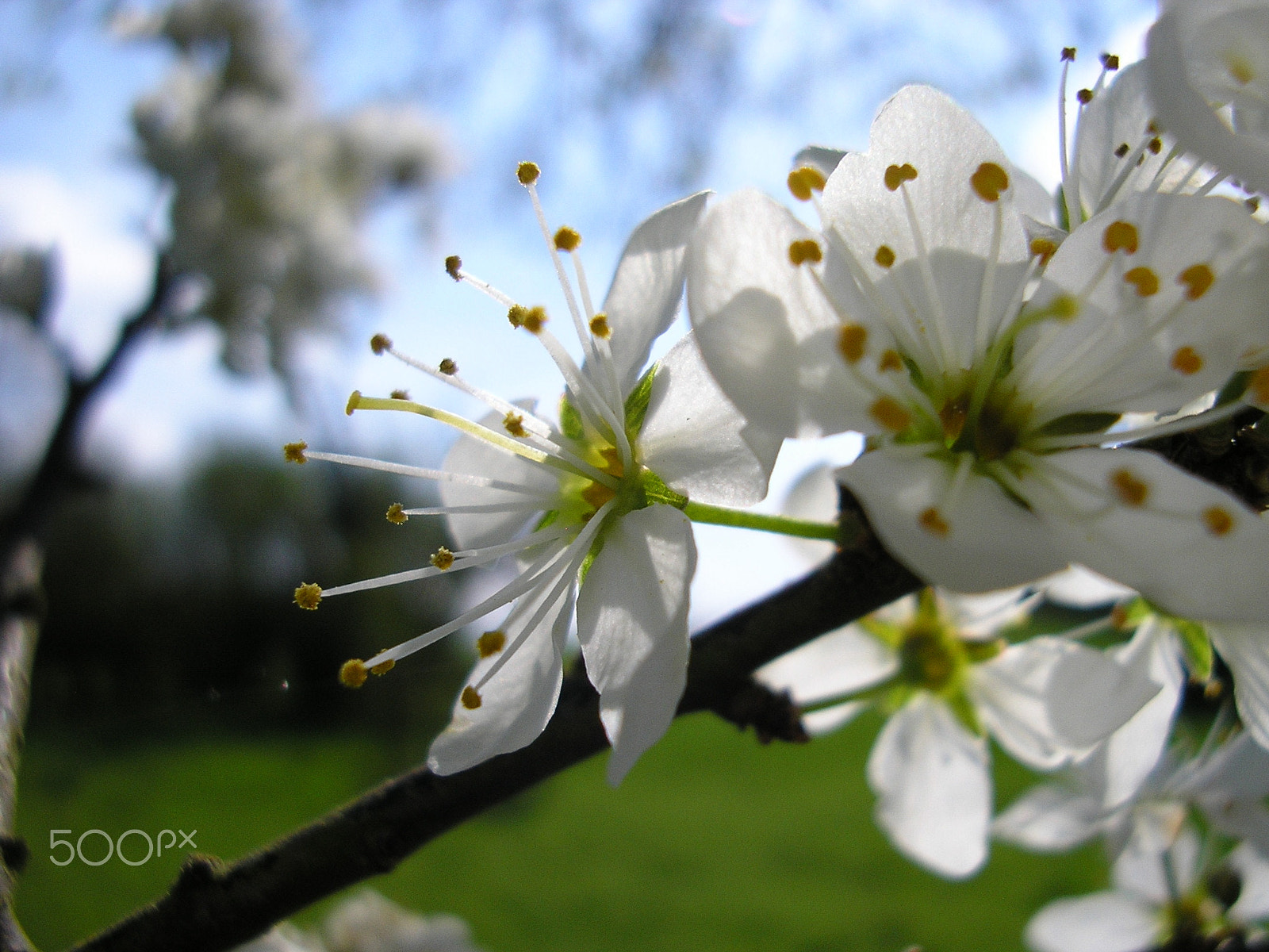 Olympus X100,D540Z,C310Z sample photo. Cherry flower photography