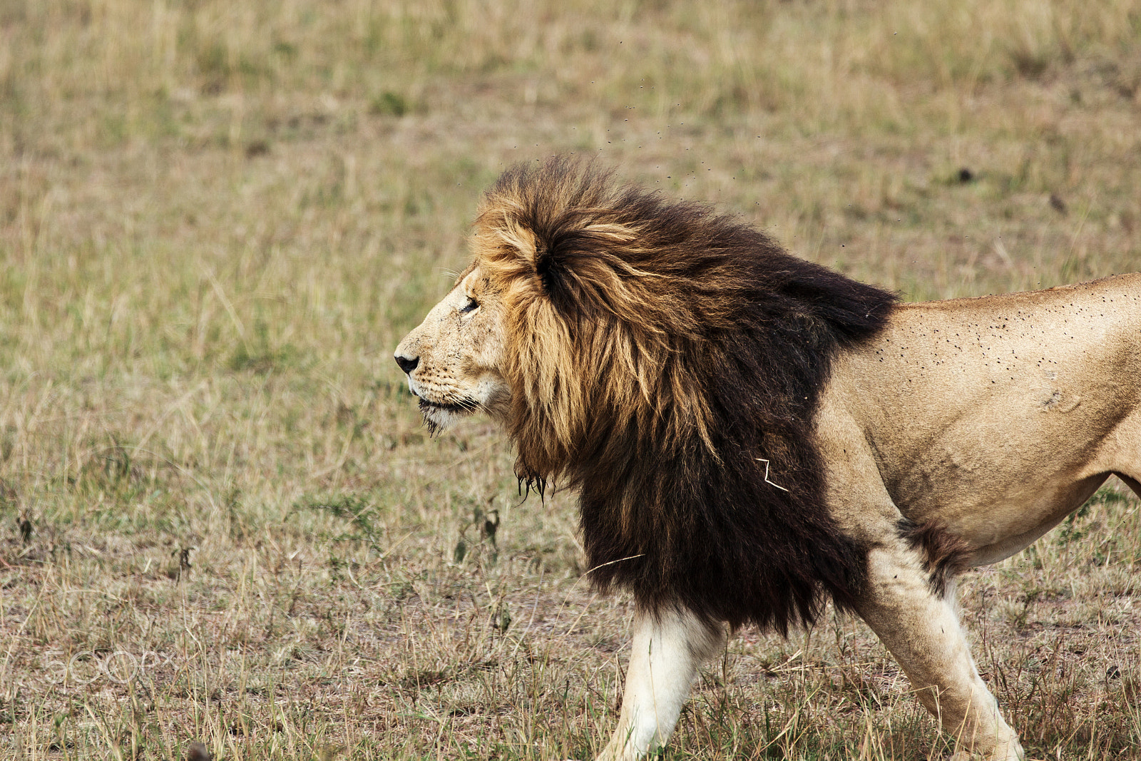 Canon EF 70-200mm F2.8L IS II USM sample photo. Safari photography