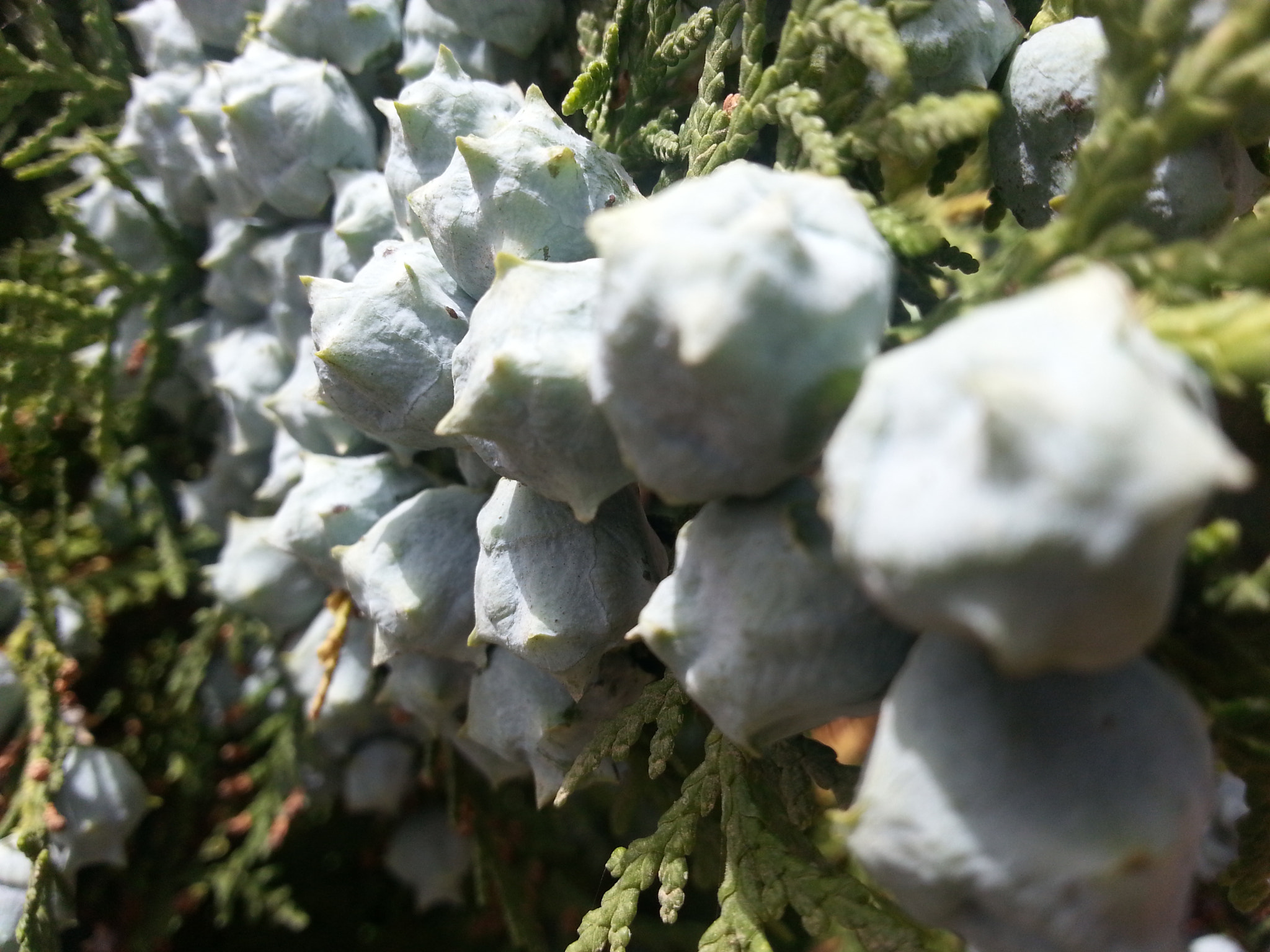 Samsung GT-I8750 sample photo. Cupressus conifer cone photography