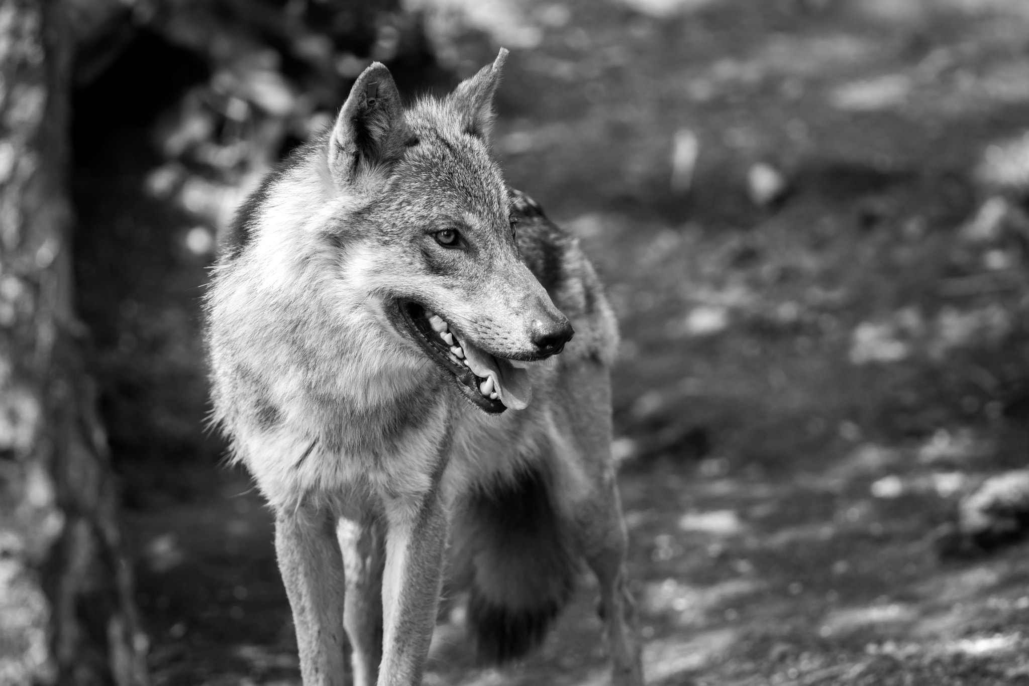 Sony a7R II + Canon EF 400mm F5.6L USM sample photo. Who cried wolf? photography