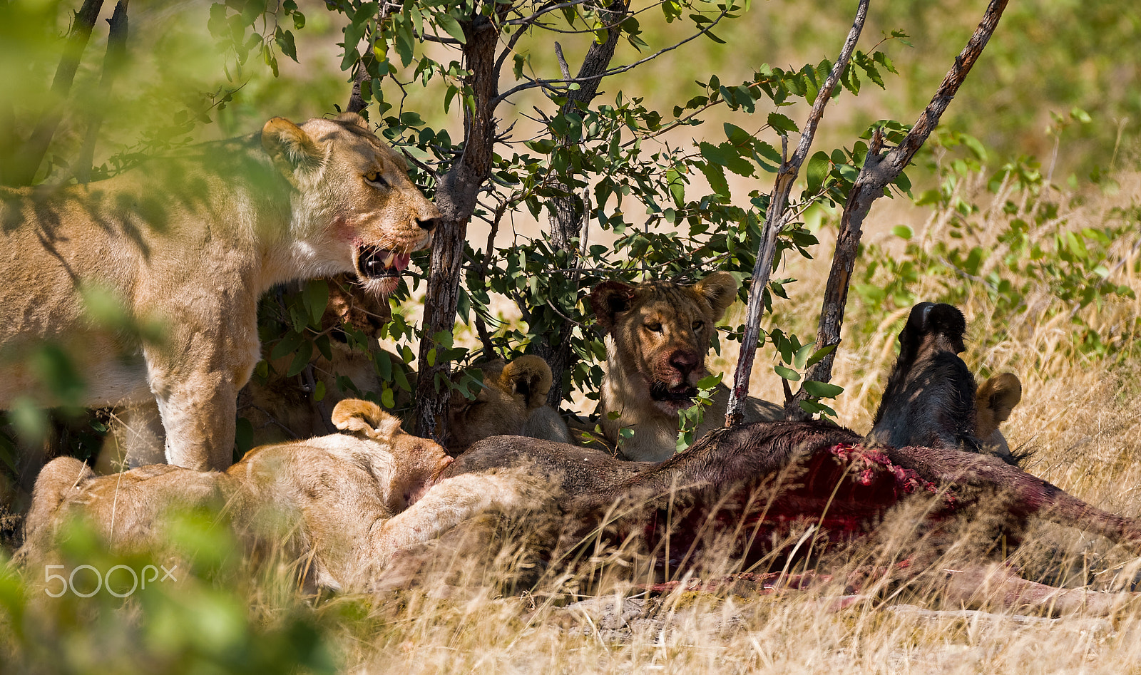 Nikon AF-S Nikkor 200-400mm F4G ED-IF VR sample photo. Lunchtime! photography