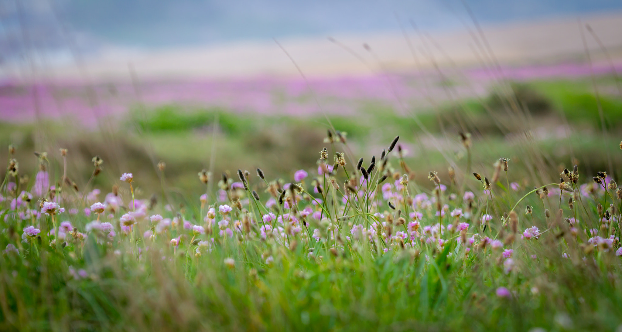 Canon EF 100-400mm F4.5-5.6L IS USM sample photo. Chesil beach photography