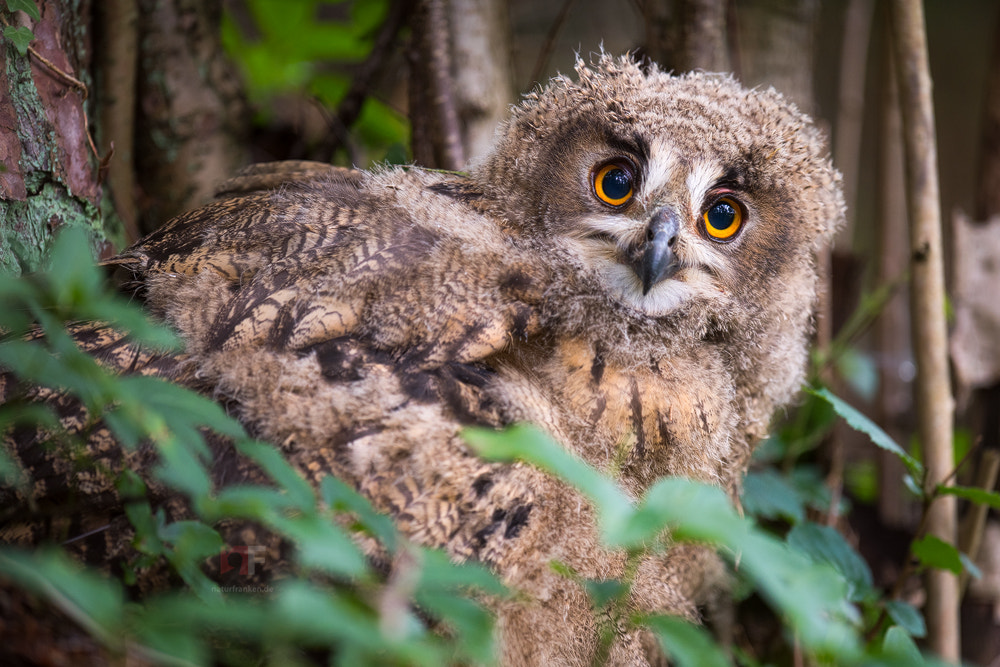 Nikon AF-S Nikkor 400mm F2.8G ED VR II sample photo. I'm just as surprised as you are! photography
