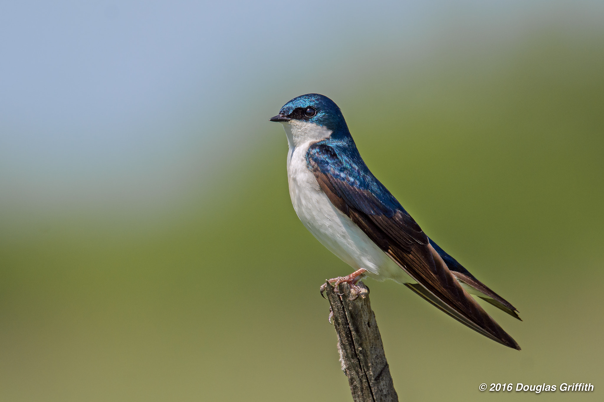 Nikon Nikkor AF-S 300mm F4E PF ED VR sample photo. Male tree swallow (tachycineta bicolor) photography