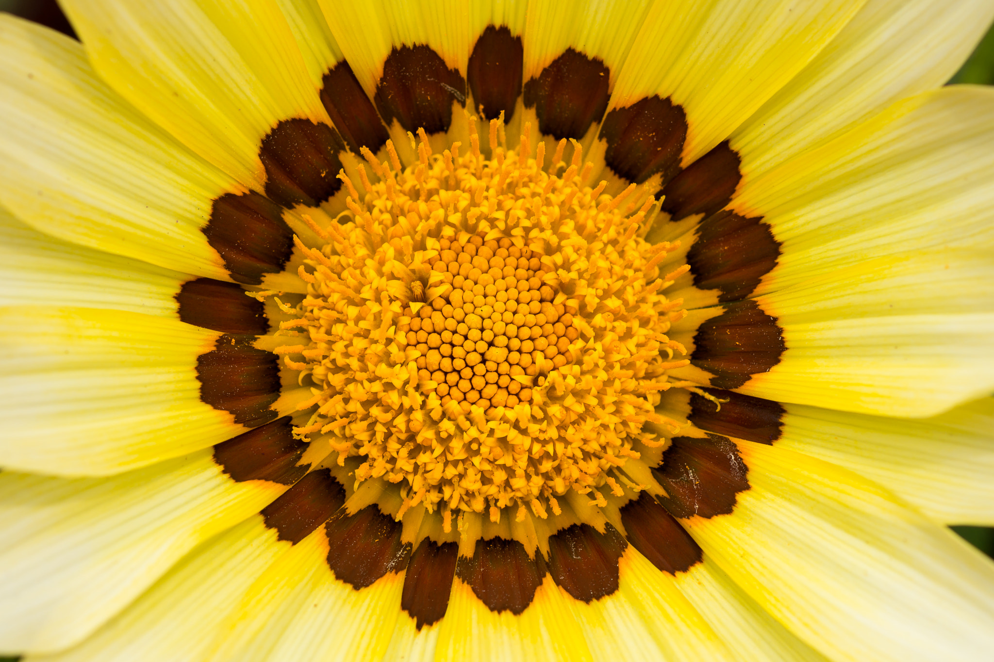 Sony SLT-A77 + Sony 100mm F2.8 Macro sample photo. Gazania. photography