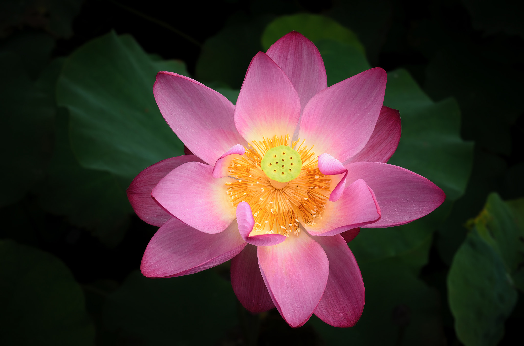 Sigma 18-50mm F2.8 EX DC Macro sample photo. Lotus photography