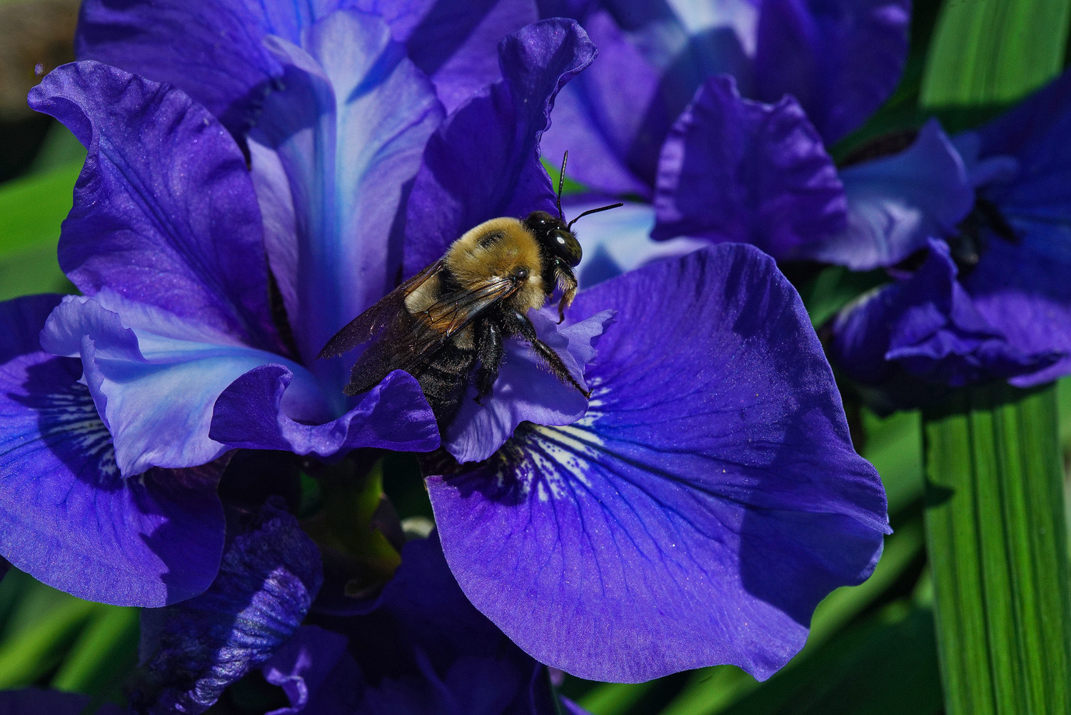 100mm F2.8 SSM sample photo. Bee inn photography