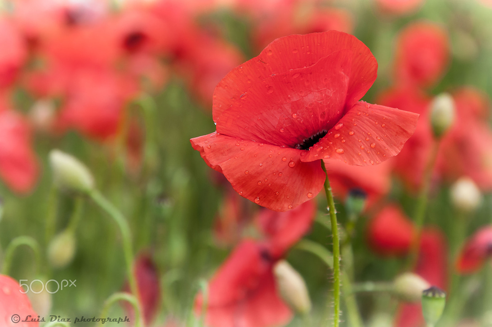 Sigma 24-70mm F2.8 EX DG HSM sample photo. Amapolas tras la lluvia photography