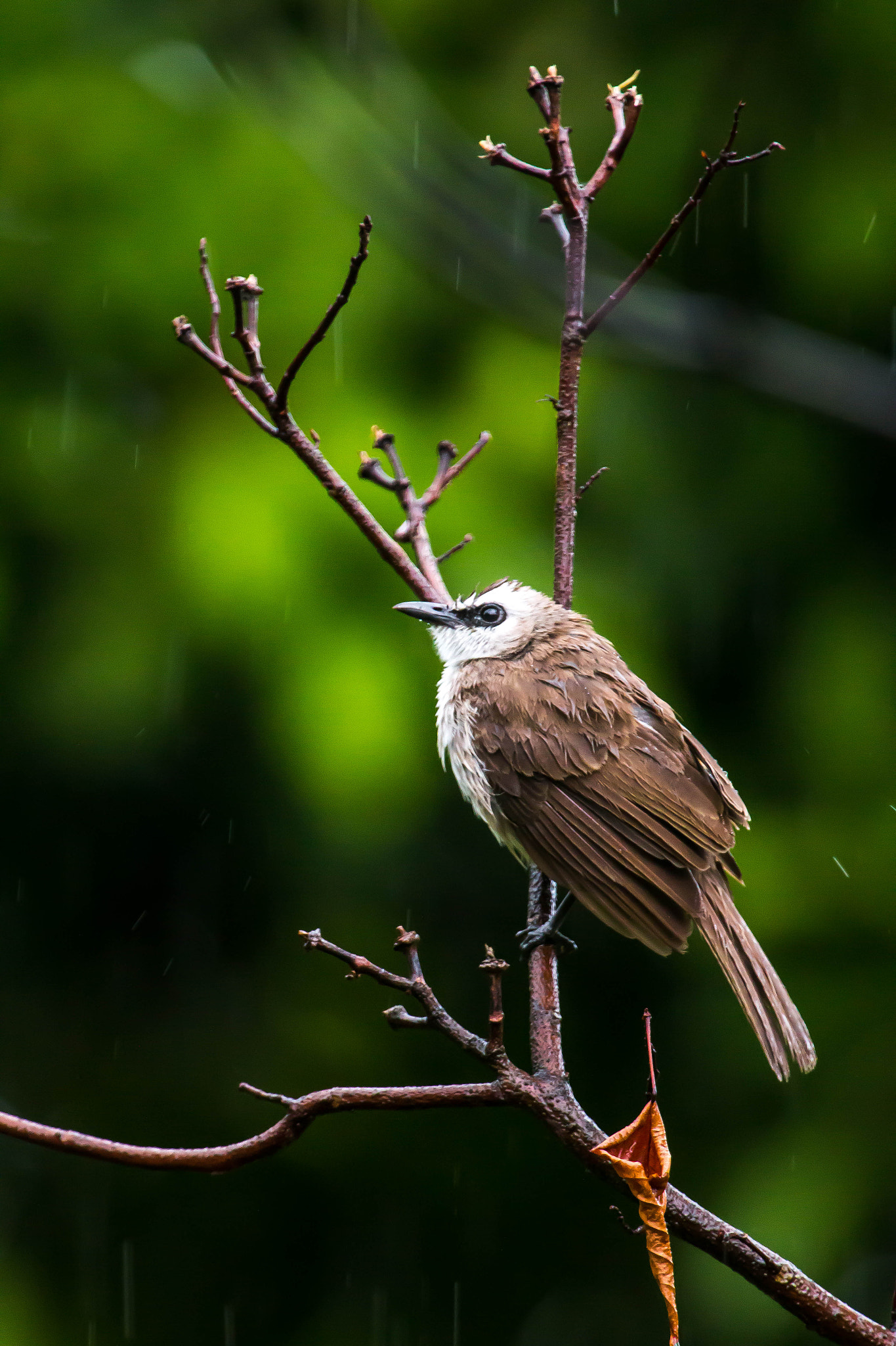 Canon EOS 70D + Canon EF 70-200mm F2.8L IS II USM sample photo. It's a bird photography