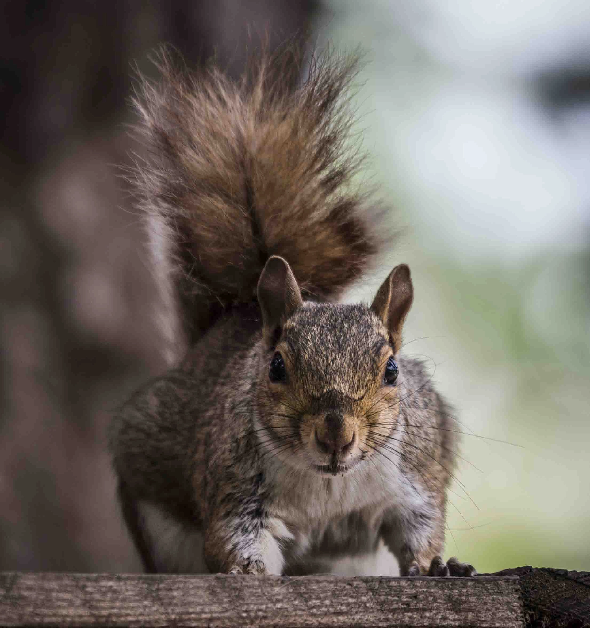 Canon EF 100-400mm F4.5-5.6L IS USM sample photo. Squirrel photography