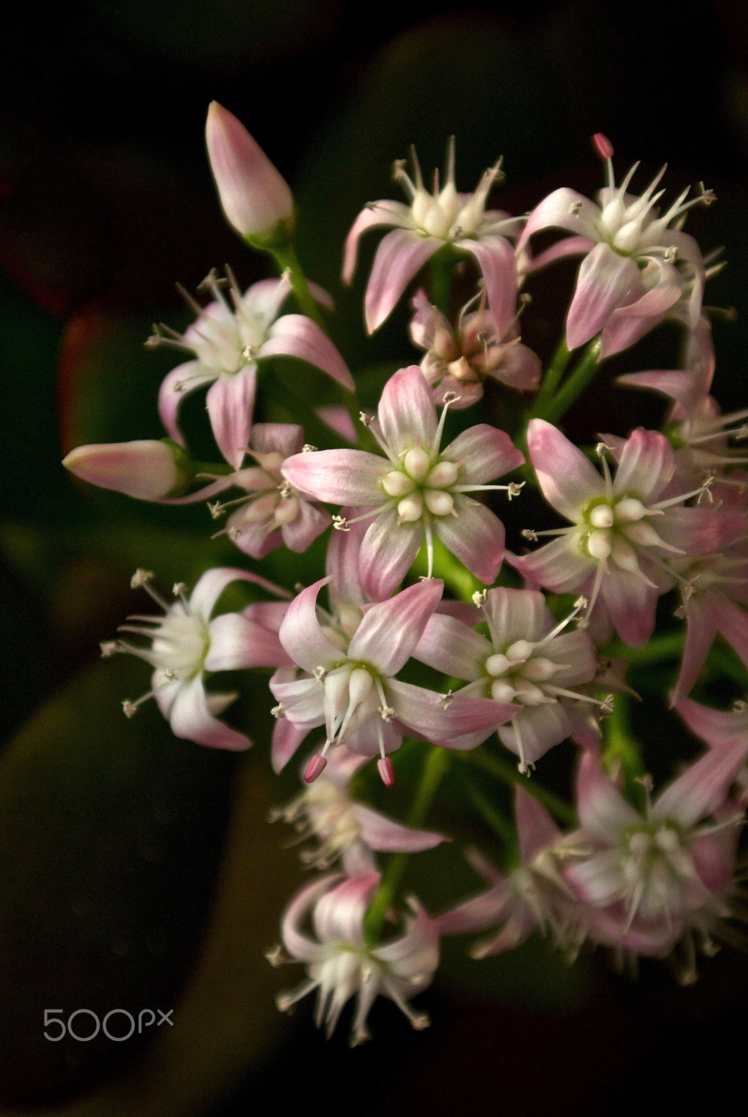 Nikon 1 J2 sample photo. Flowering jade plant photography