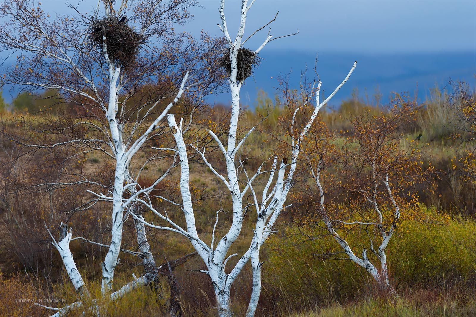 Nikon D3S + Nikon AF-S Nikkor 600mm F4G ED VR sample photo. 白音敖包的白桦树 photography