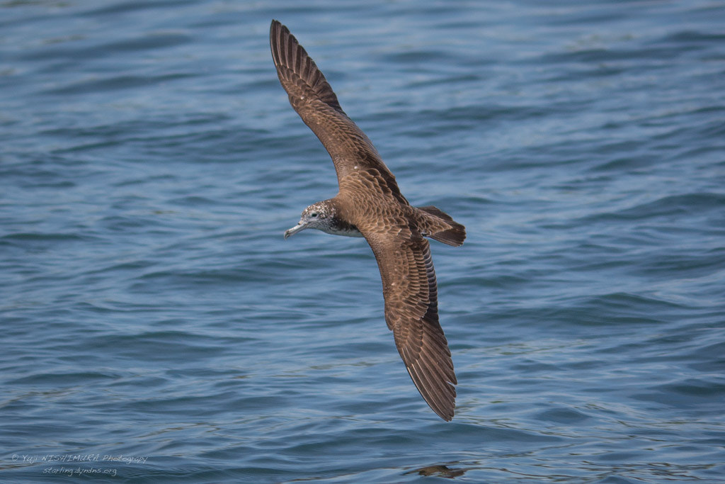 Sigma 120-400mm F4.5-5.6 DG OS HSM sample photo. Streaked shearwater photography