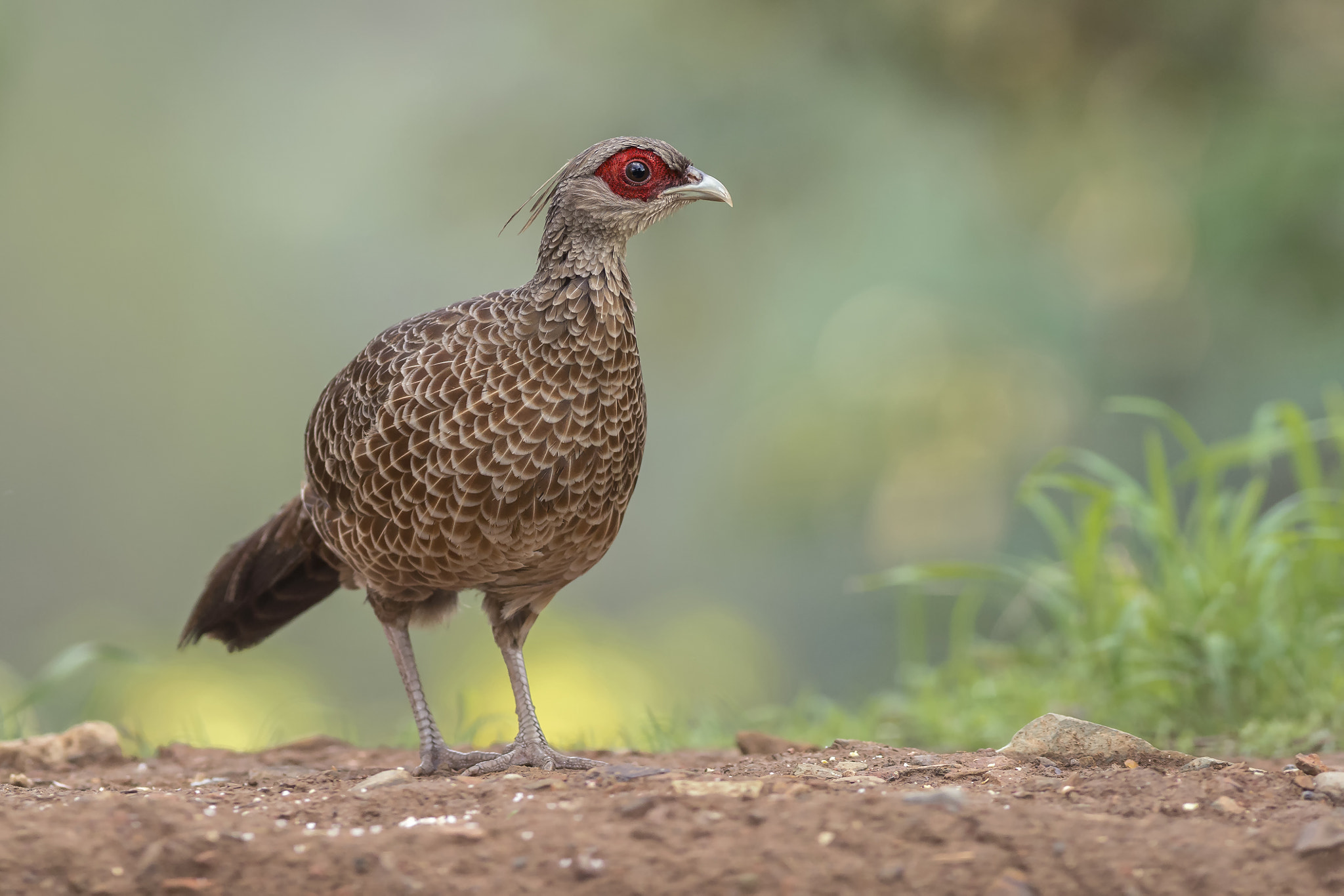 Nikon AF-S Nikkor 300mm F2.8G ED VR II sample photo. Kalij pheasant (f) photography