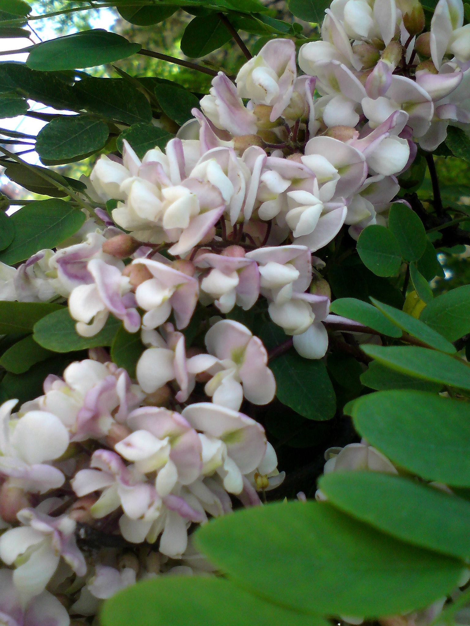 Sony Ericsson C902 sample photo. Robinia photography