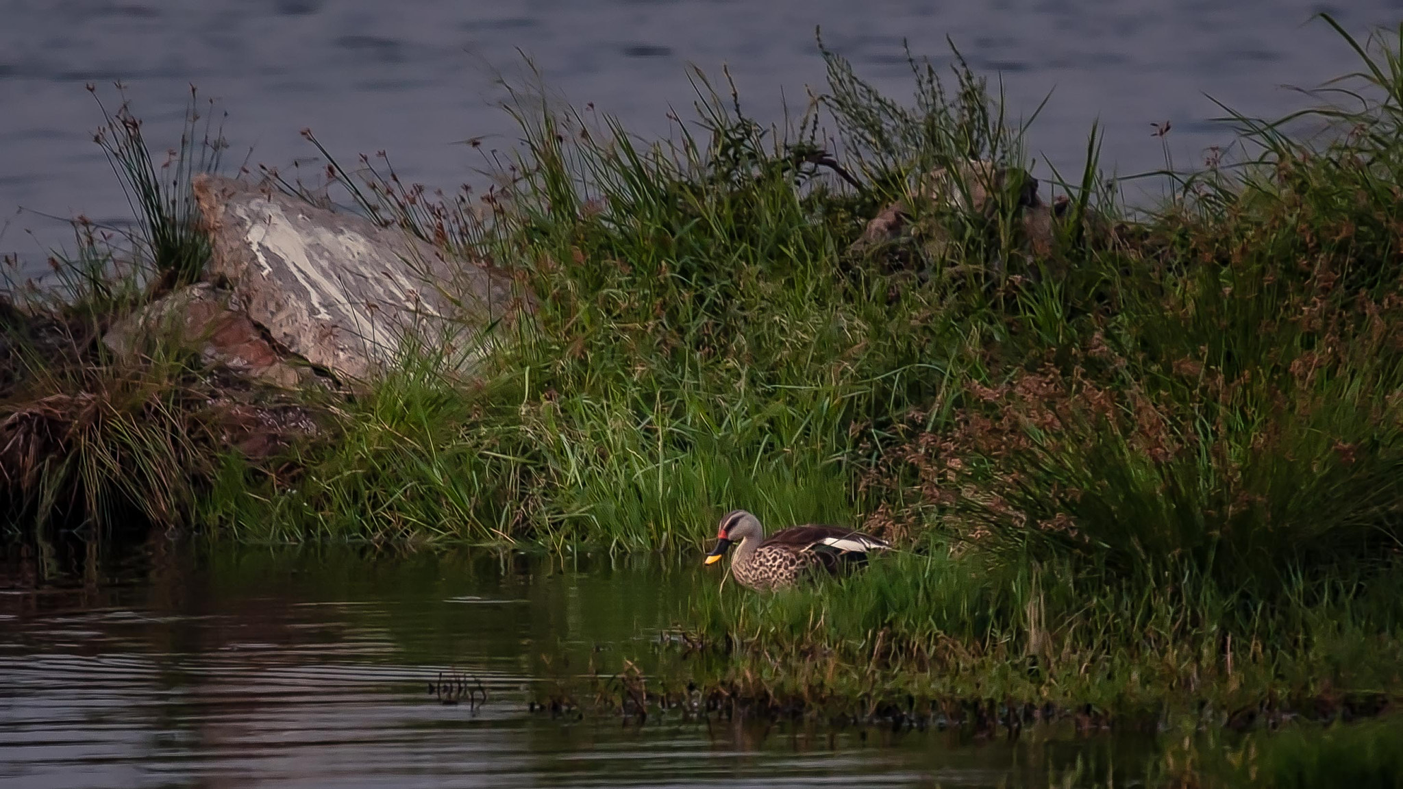 Canon EOS-1D Mark III sample photo. Birding photography