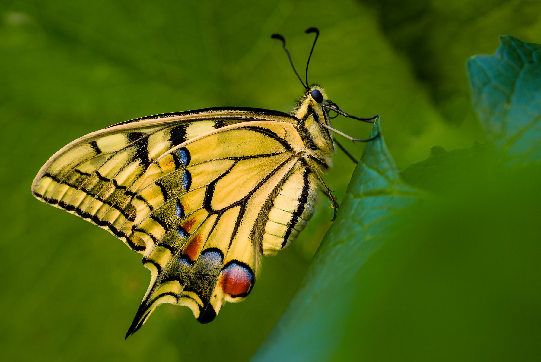 Pentax K10D sample photo. Swallowtail butterfly photography