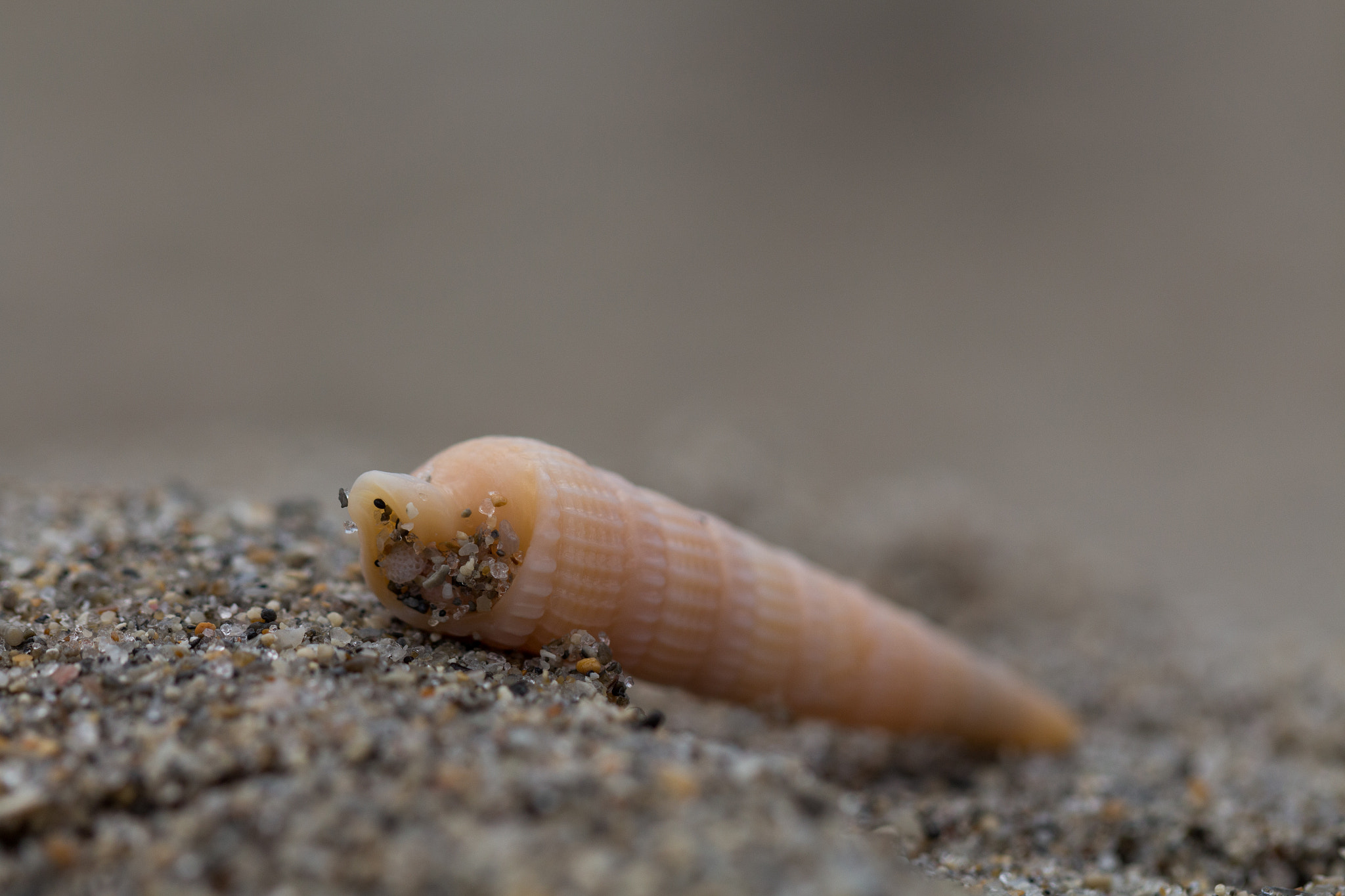 Canon EF 100mm F2.8L Macro IS USM sample photo. Sea snail photography