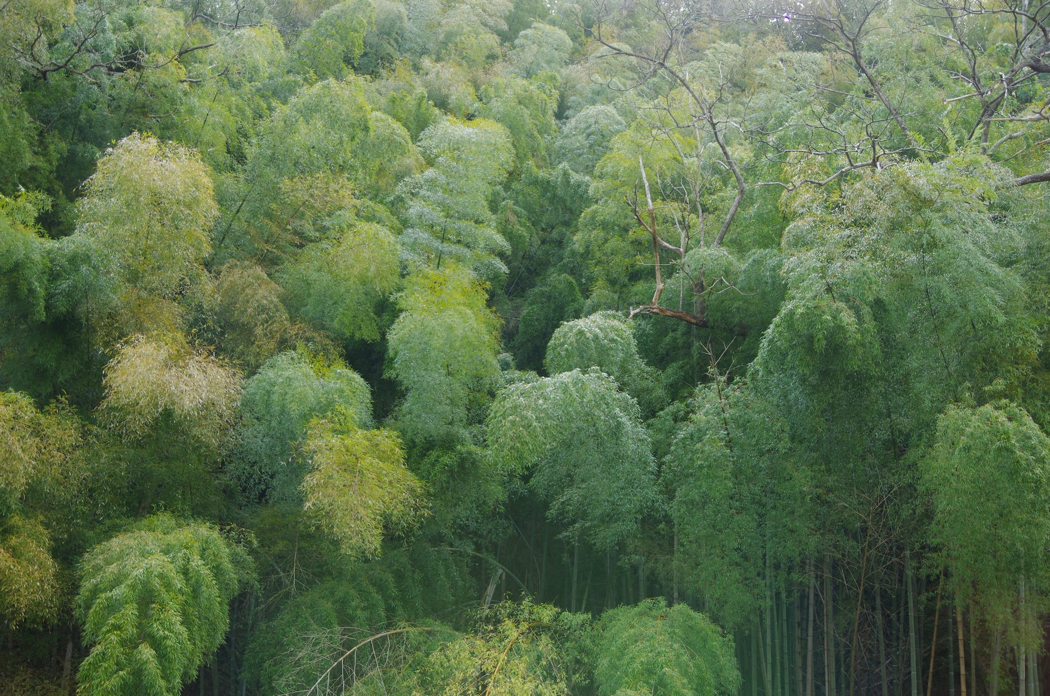 Pentax K-5 II sample photo. Tikurin photography