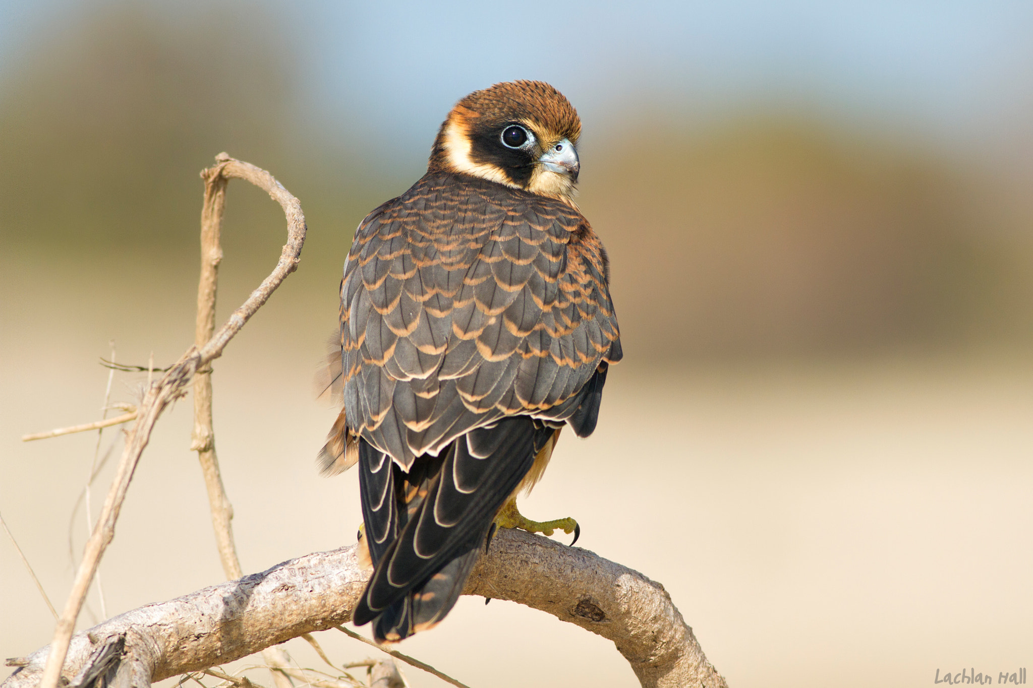 Canon EOS 7D + Canon EF 400mm F5.6L USM sample photo. Australian hobby (falco longipennis) photography