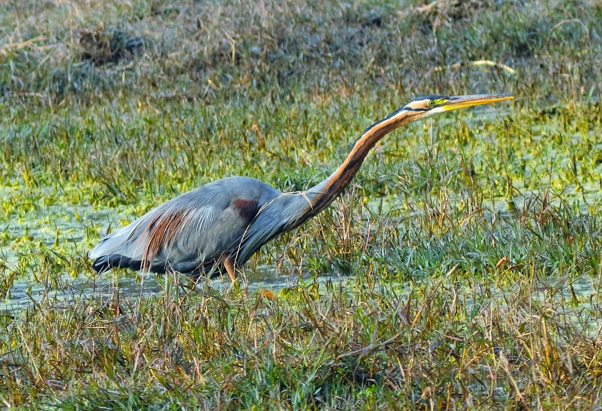 AF Zoom-Nikkor 70-300mm f/4-5.6D ED sample photo. Purple heron photography