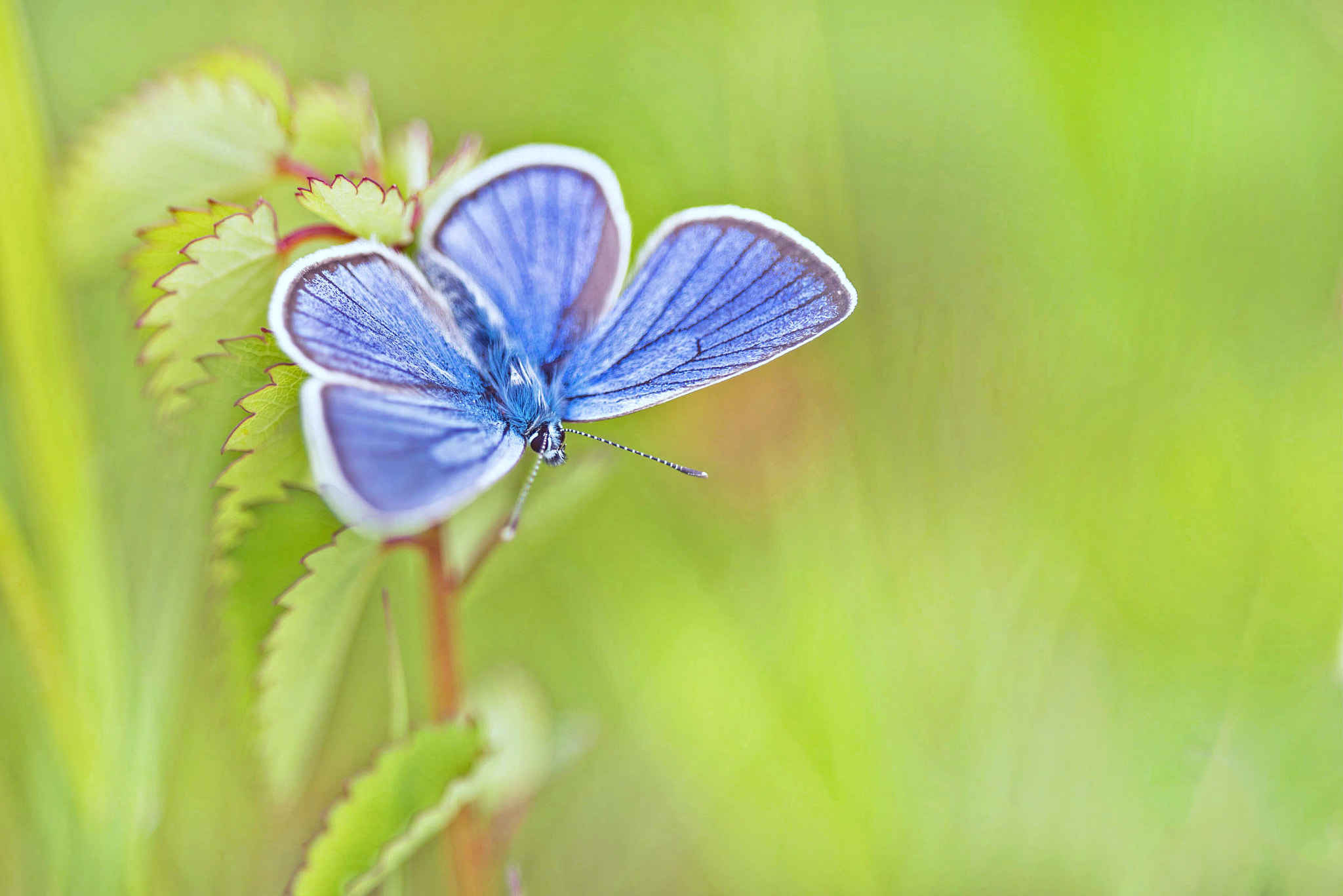 Sigma 150mm F2.8 EX DG OS Macro HSM sample photo. Simply blue photography