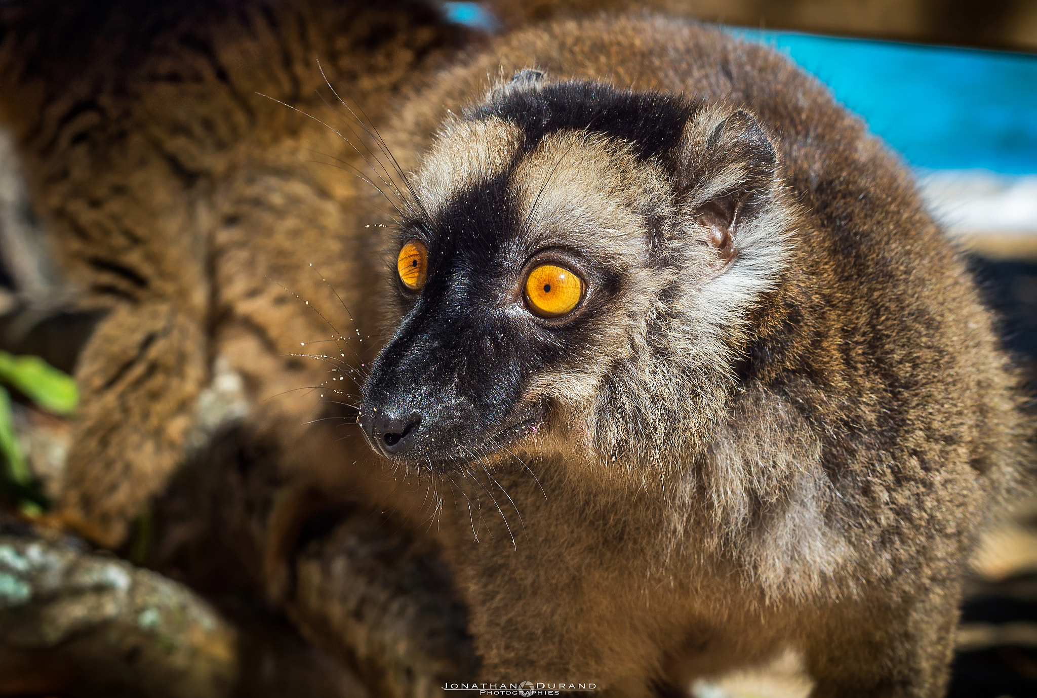 Nikon D600 + AF Nikkor 50mm f/1.8 sample photo. Maki's eyes at n'gouja beach, mayotte photography