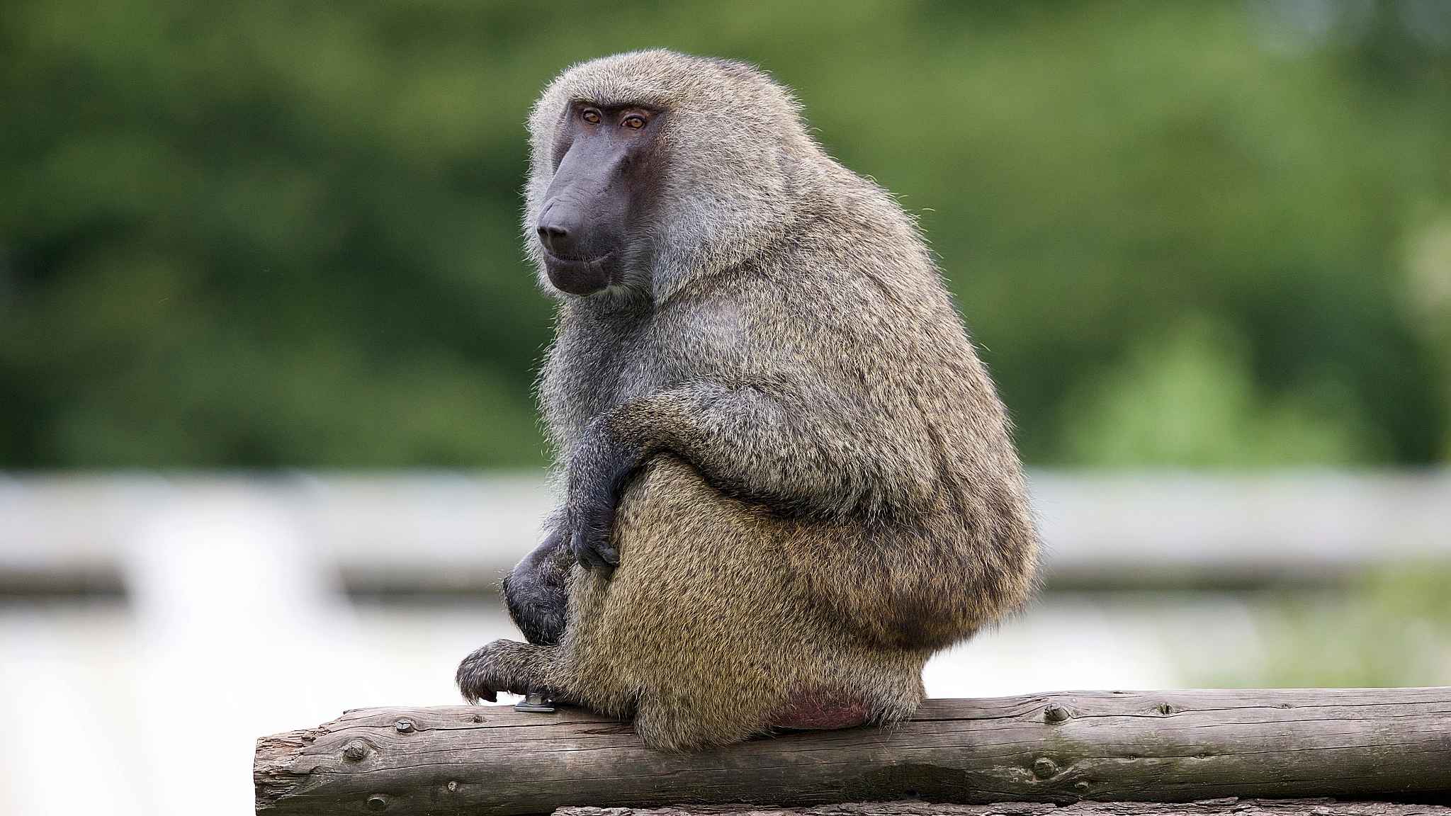Canon EF 300mm F2.8L IS USM sample photo. Stichting aap. photography