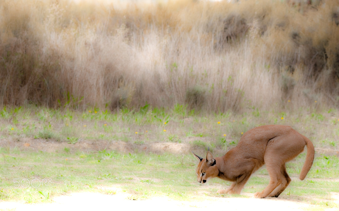 Canon EOS-1D Mark III + Canon EF 70-200mm F2.8L USM sample photo. Caracal photography