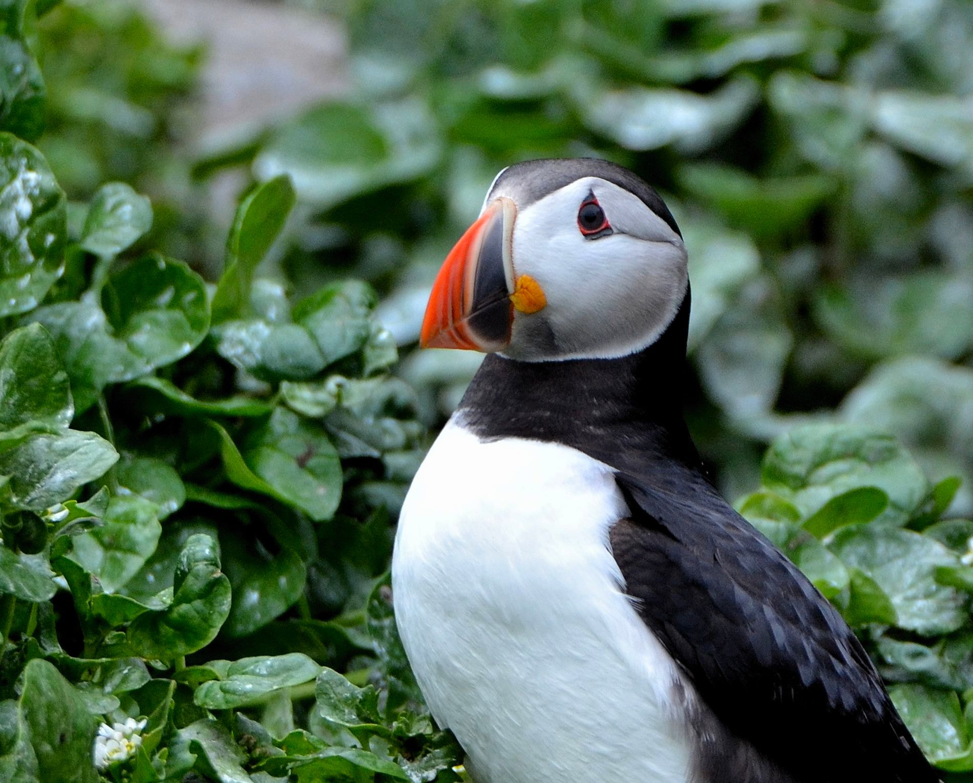 Nikon D3100 sample photo. Puffin photography