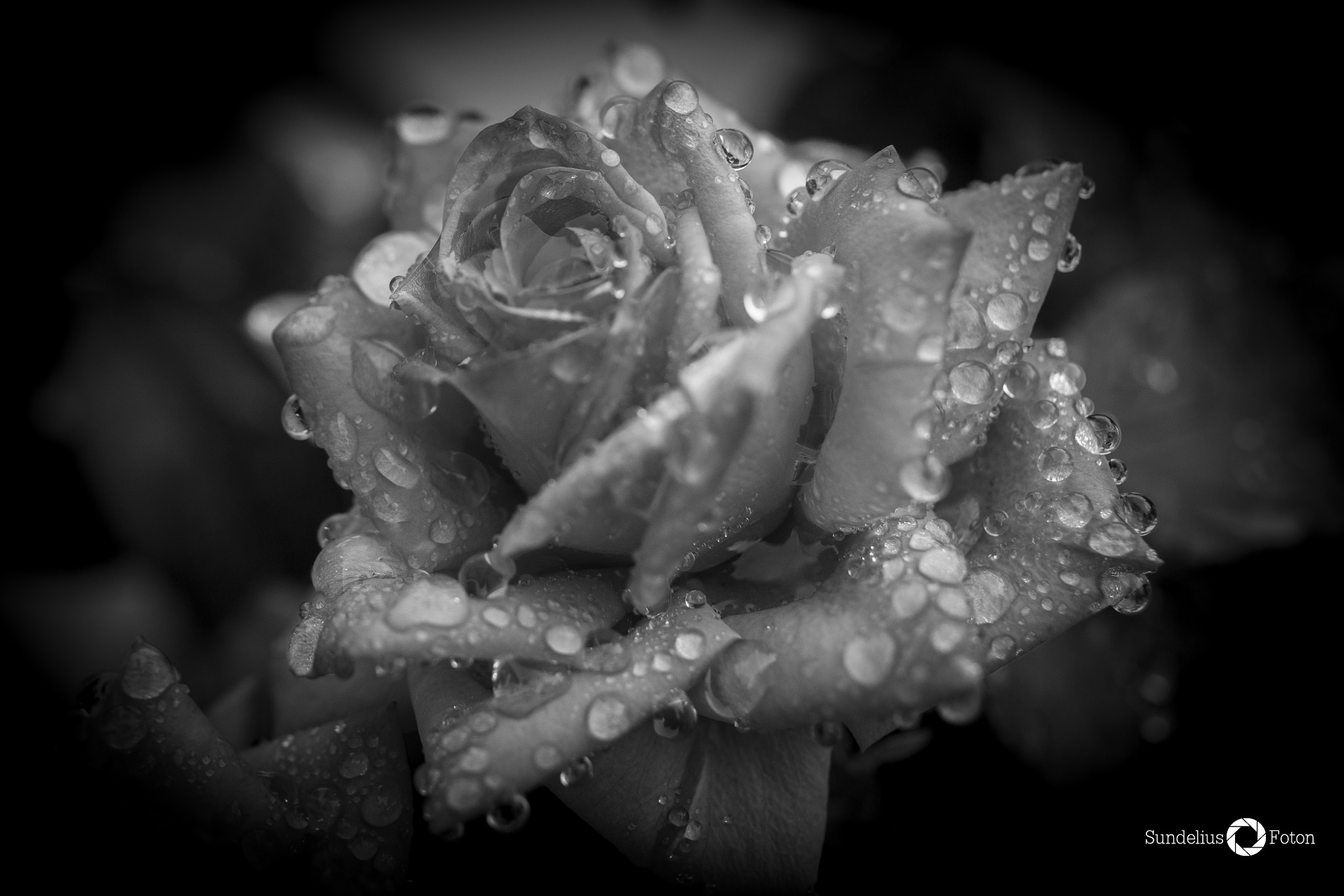 Canon EOS 70D + Canon EF 35mm F1.4L USM sample photo. The wet rose photography