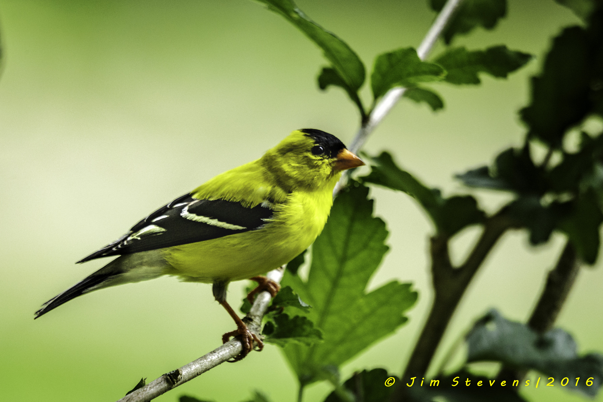 Canon EOS-1D X + Canon EF 100-400mm F4.5-5.6L IS USM sample photo. Goldfinch photography
